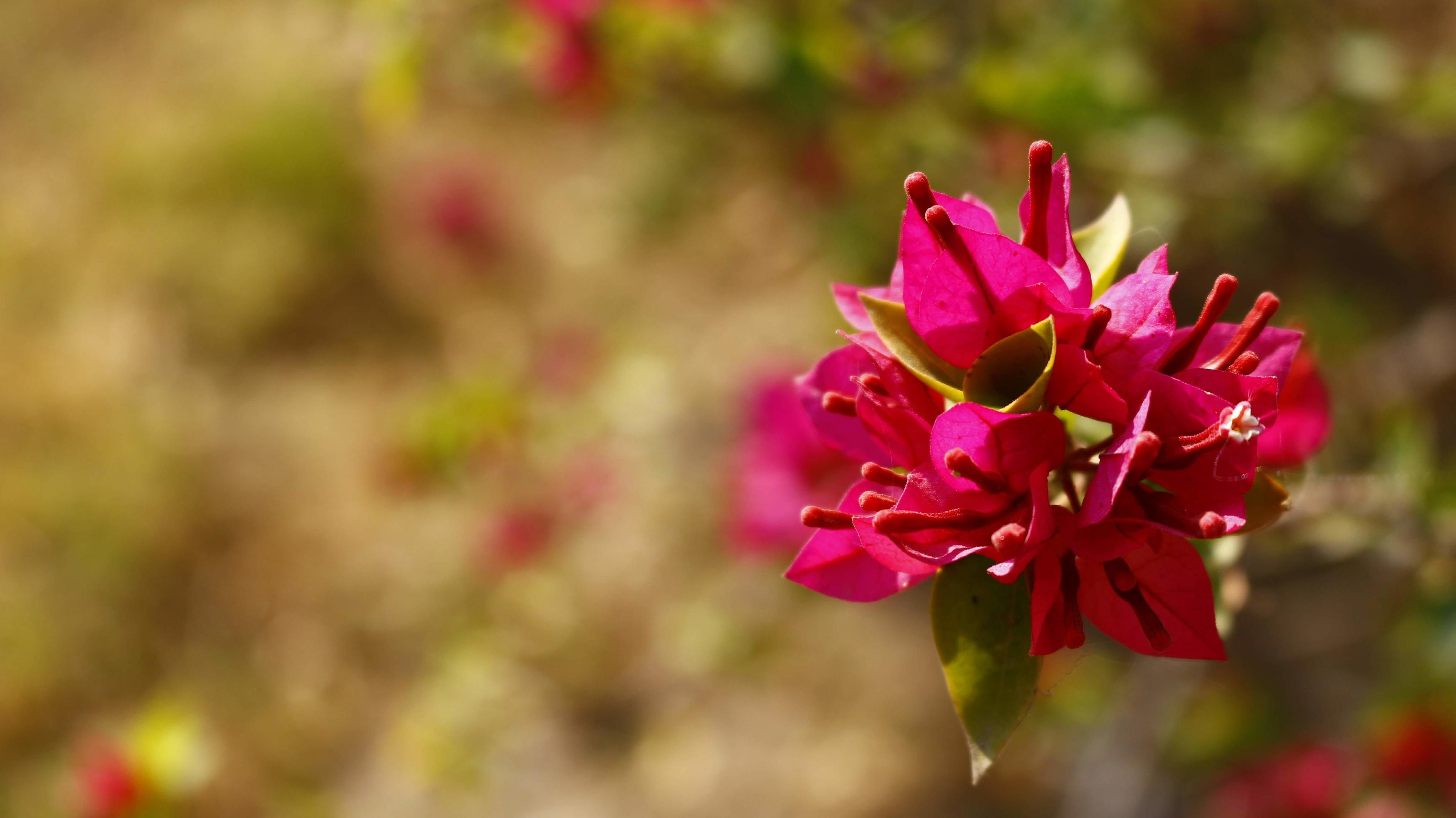 Bright Colored Flowering Plants in Outdoor Garden In Karachi Pakistan 2022 Stock Free