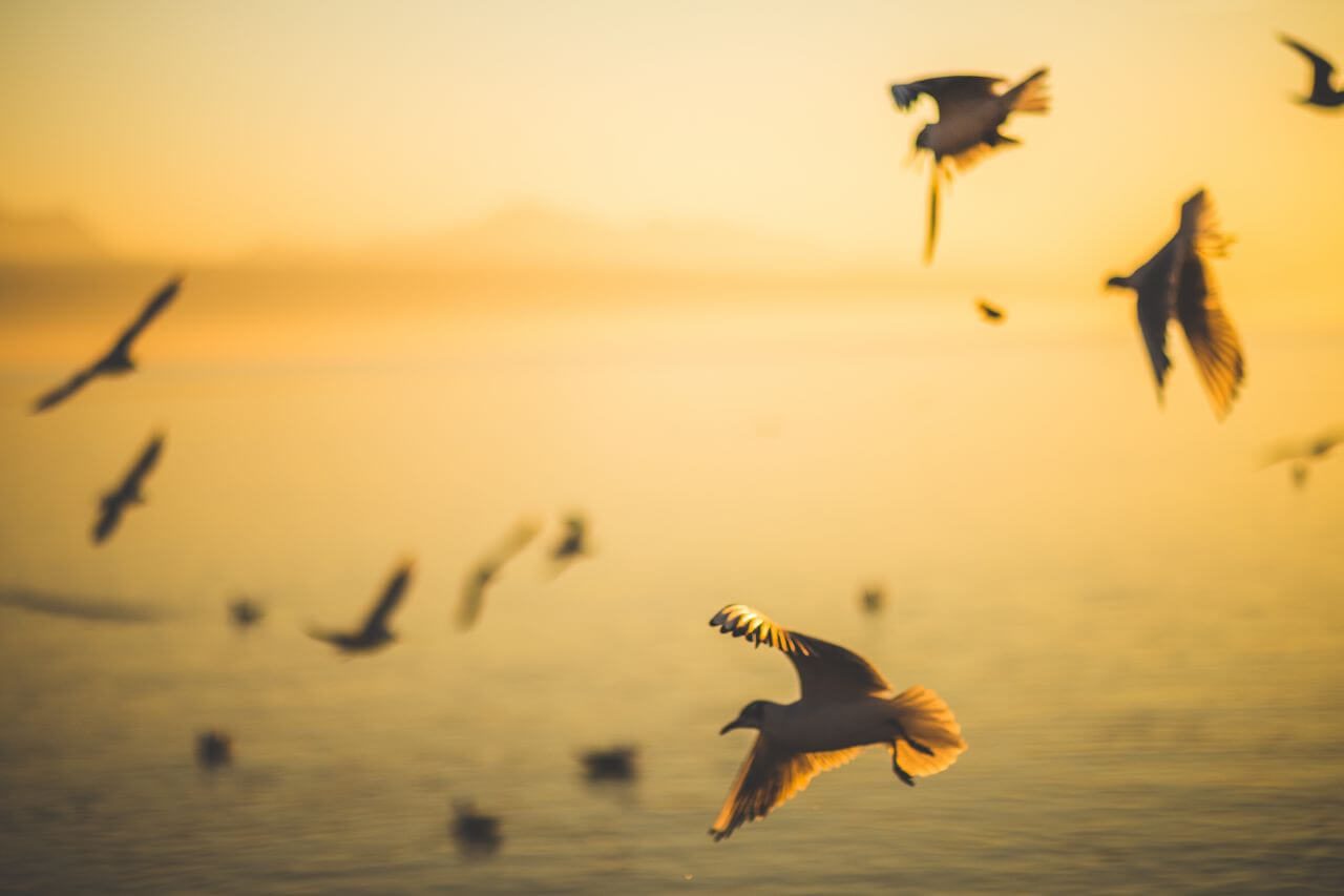 White Seagulls at Beach Stock Free