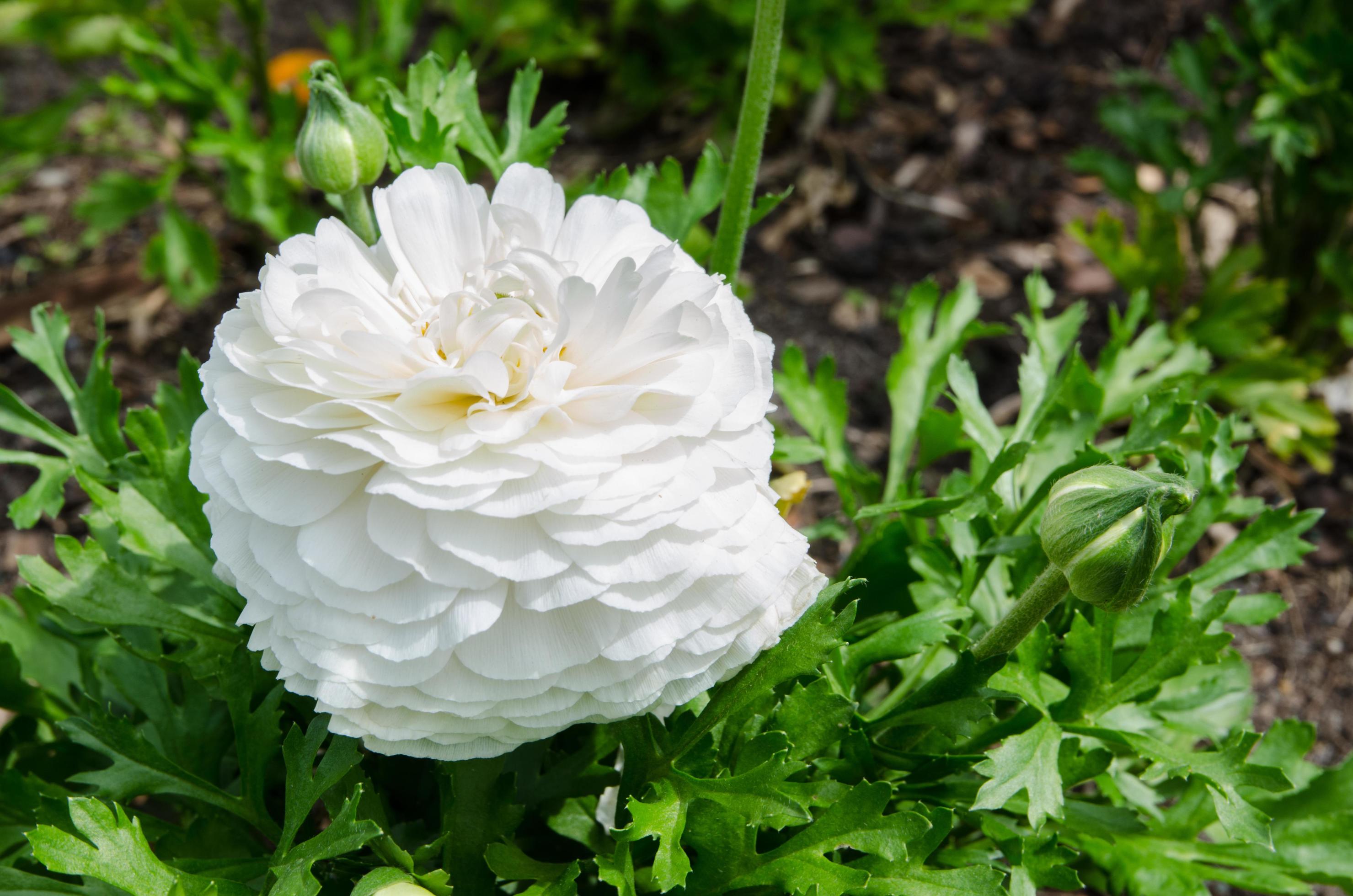 Lovely white beautiful rose flower with green leaves in the garden. Stock Free