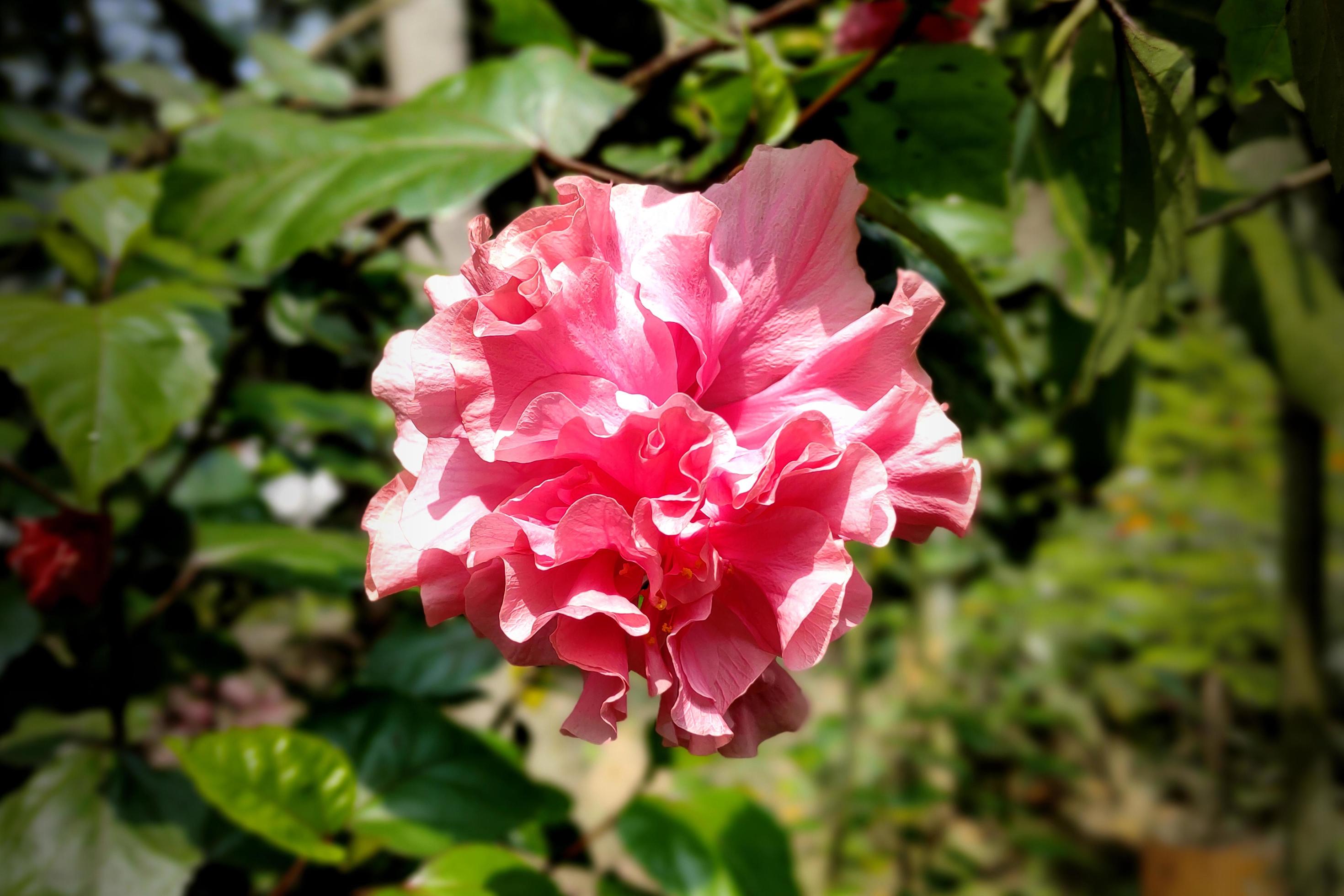 Pink China Rose, Chinese Hibiscus Flower Stock Free