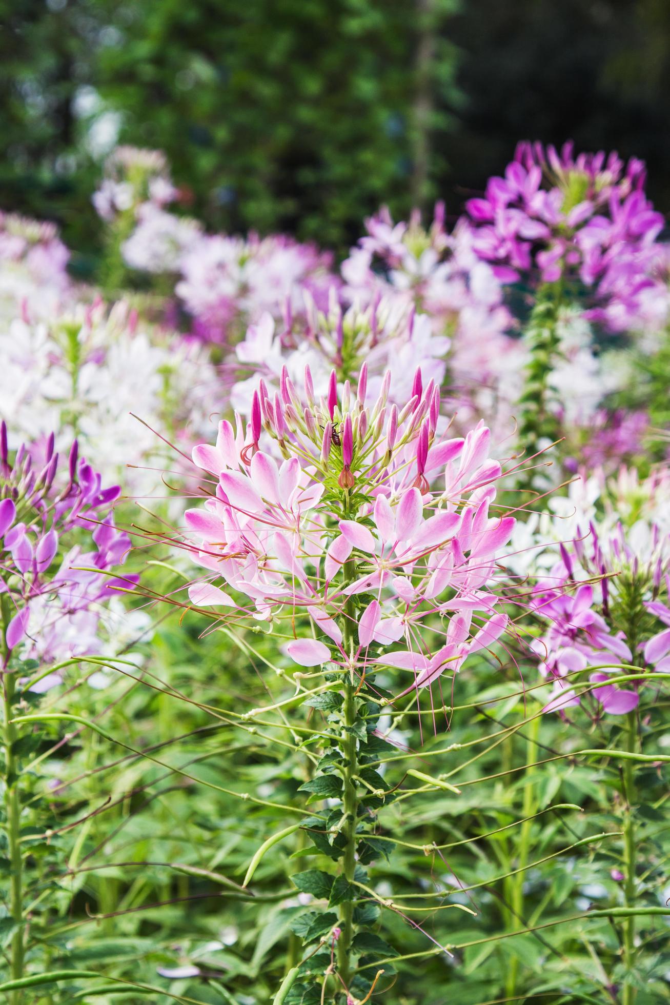 Pink And White Spider flower Cleome hassleriana in the garden Stock Free