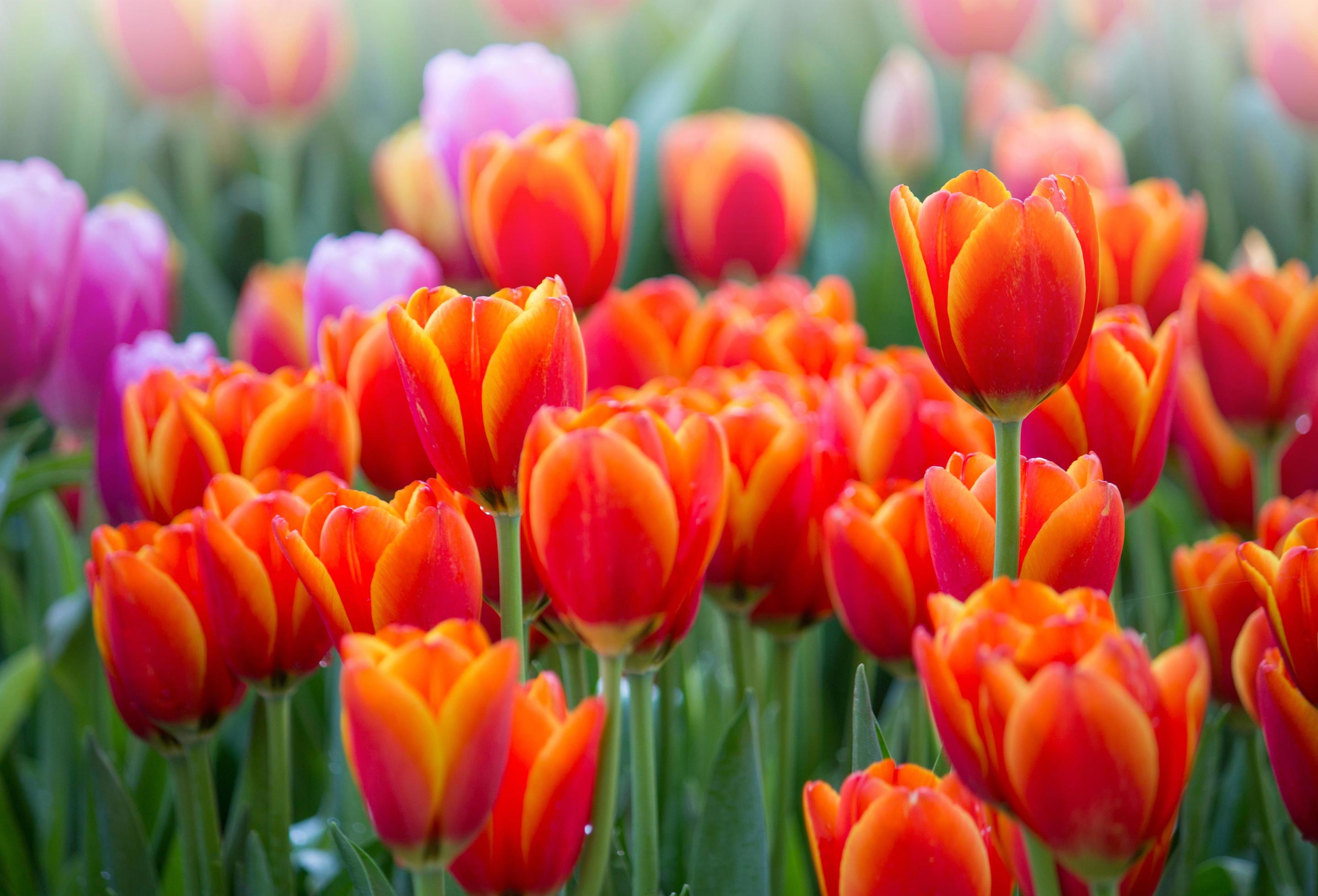 Colorful tulip flower fields blooming in the garden Stock Free