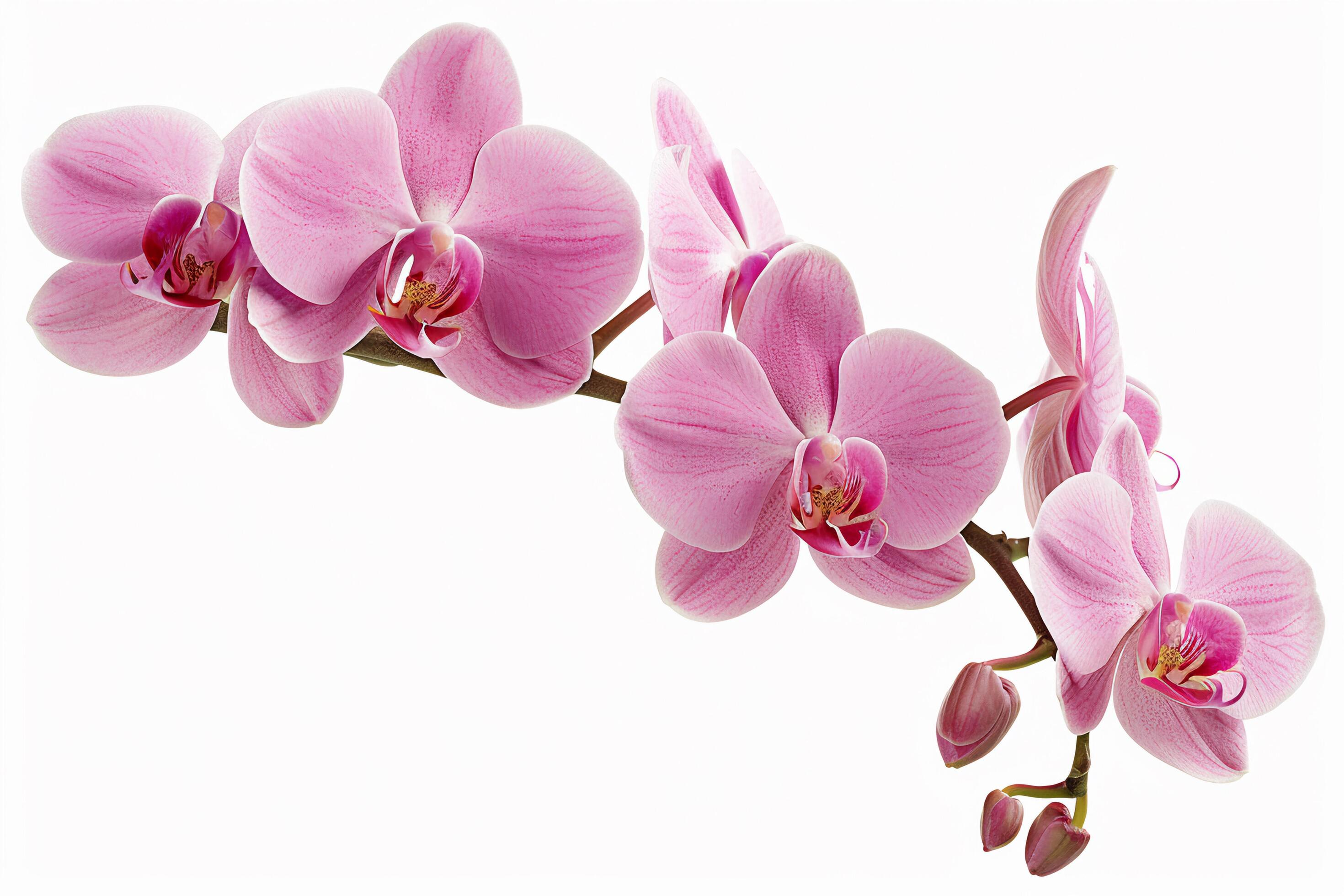 Pink Orchid Flowers on White Background. Stock Free