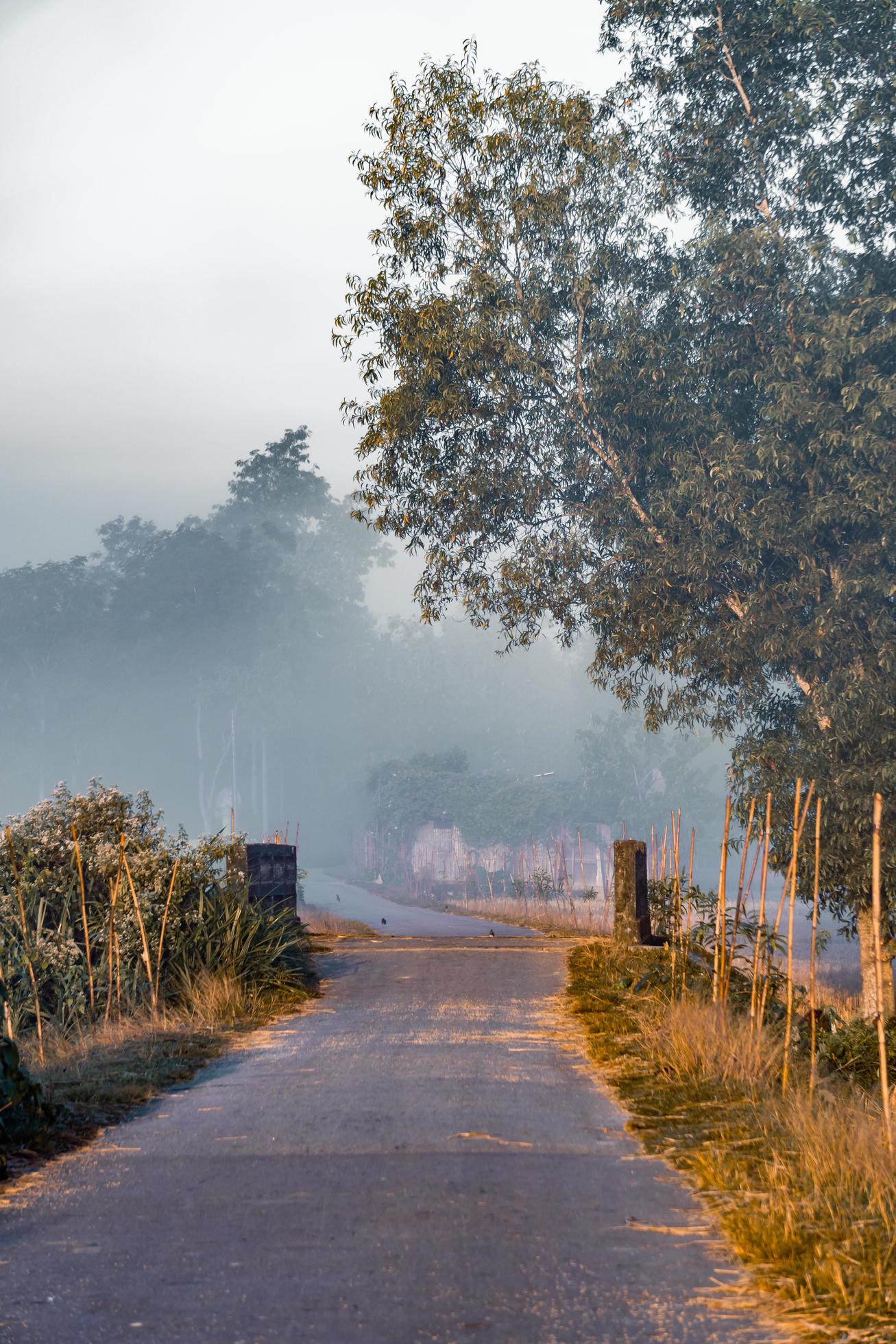 morning in the fog Stock Free