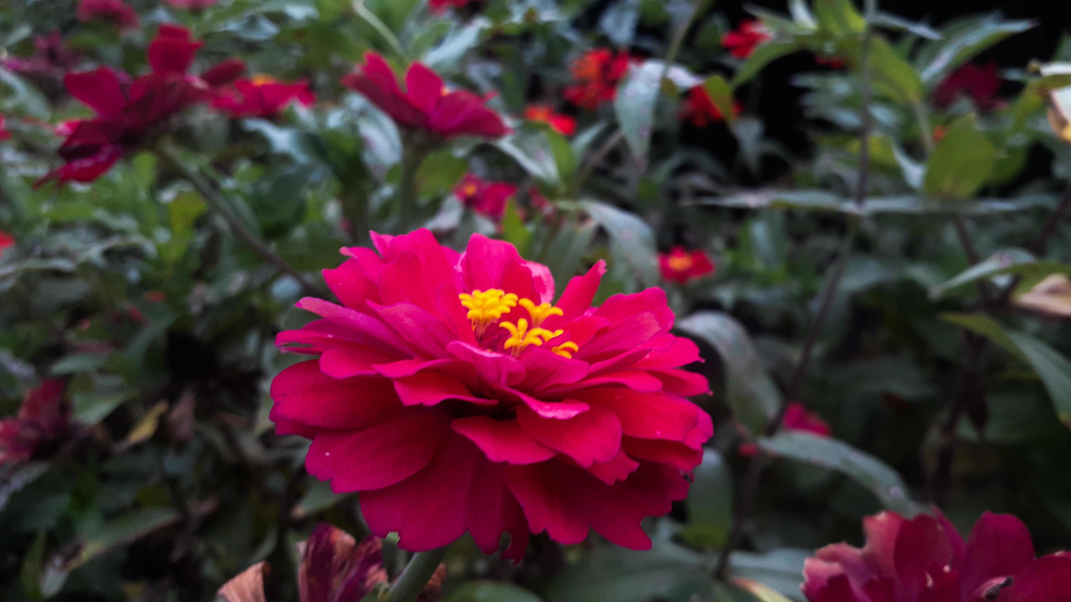 Common Zinnia elegans flower or colorful pink flower in the garden. Stock Free