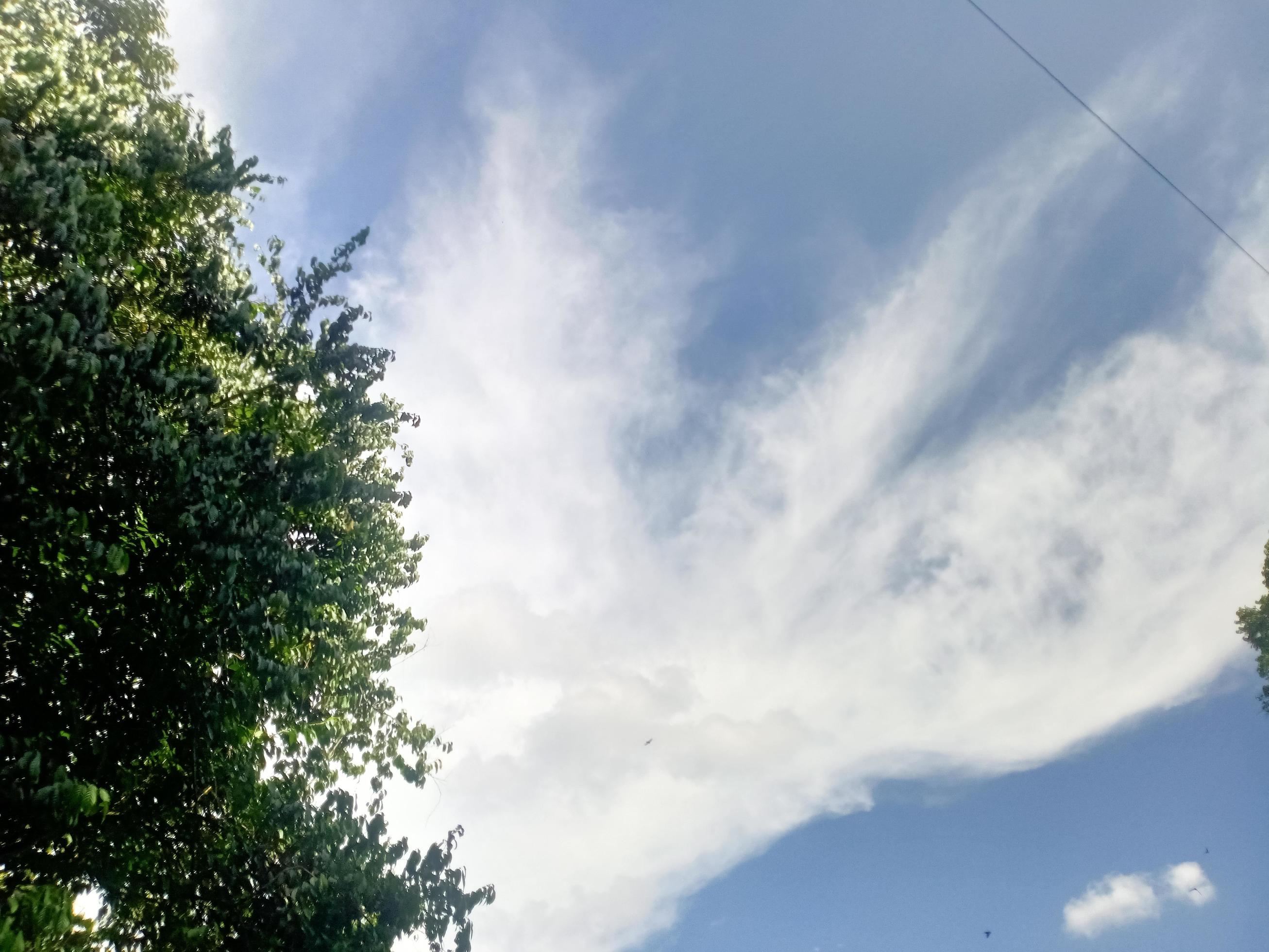 beautiful view clear blue sky and lots of natural green trees Stock Free