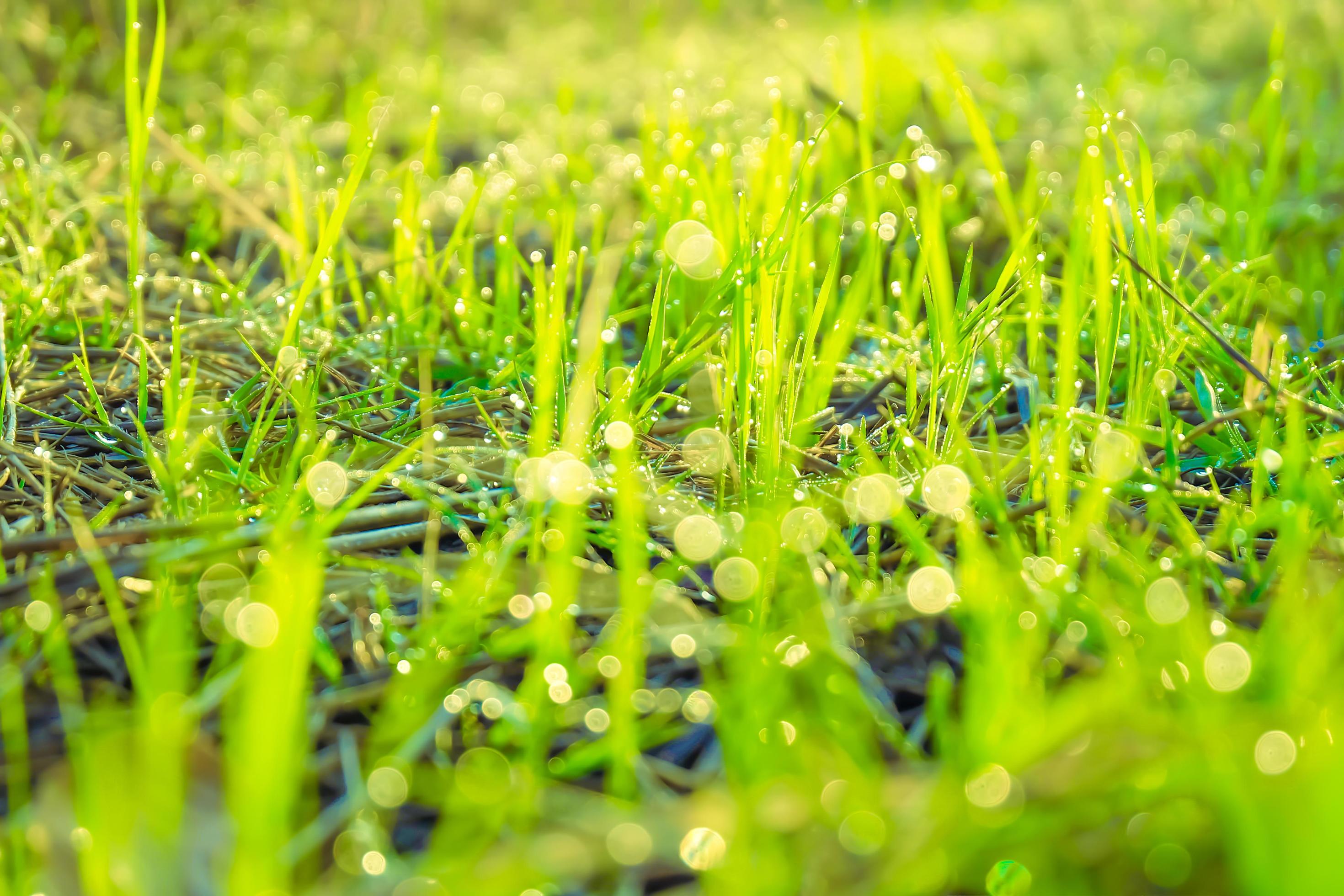 Green nature field grass with dew drops of bokeh in the morning,blurred background Stock Free