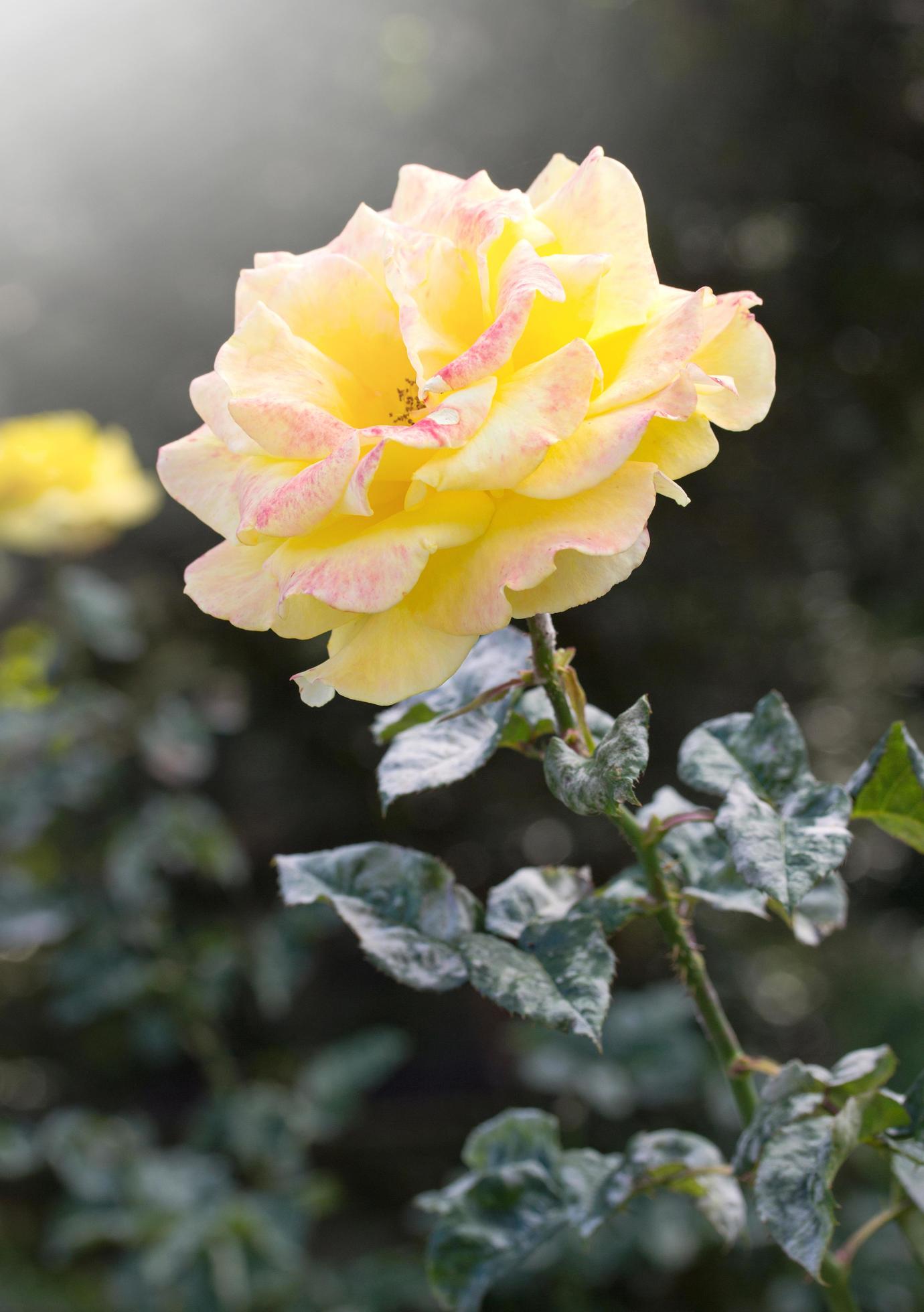 yellow rose flower in a garden Stock Free