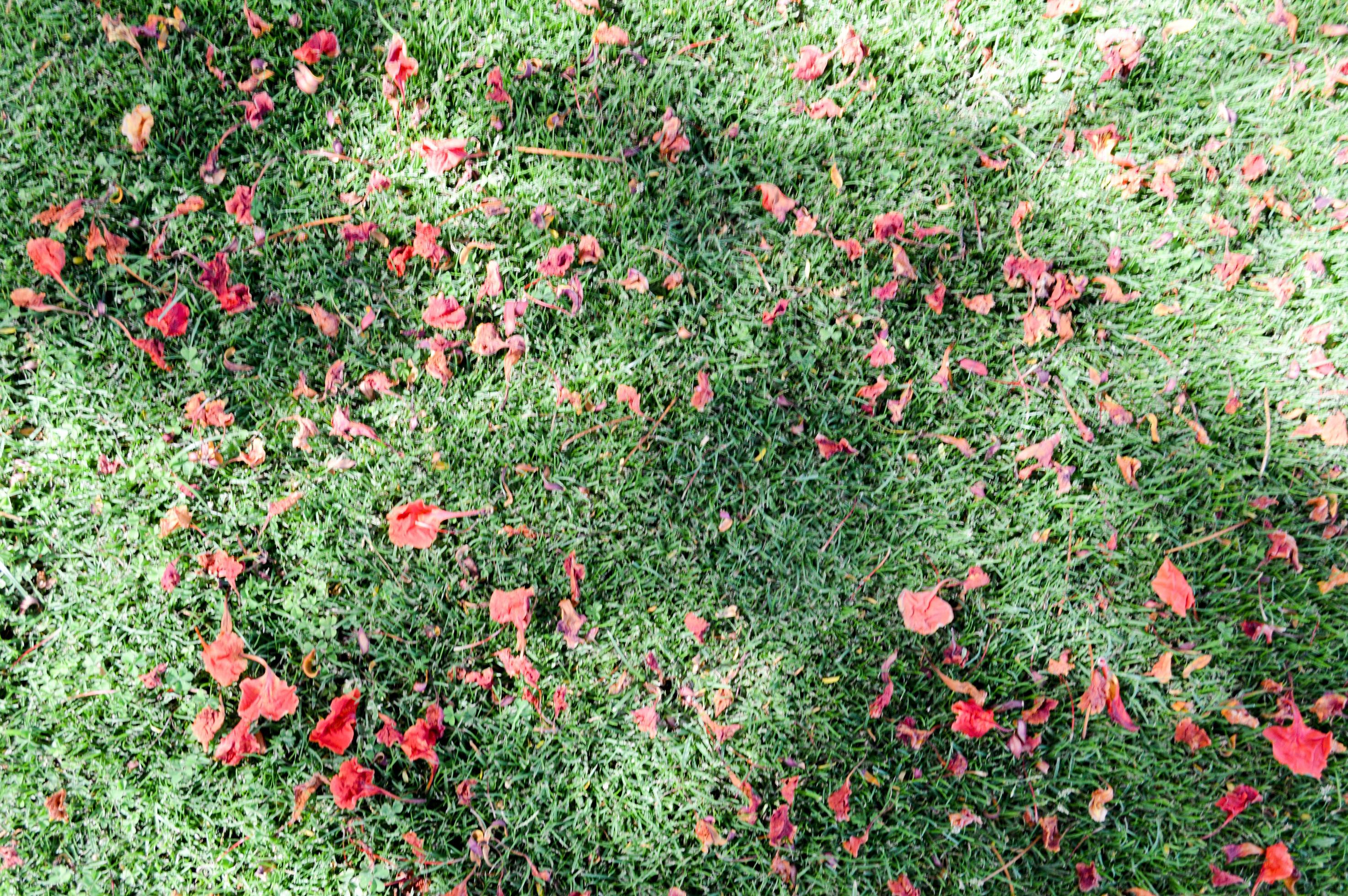 The texture of green fresh mown trimmed smooth natural bright grass, English lawn fields and scattered petals of red flowers. The background Stock Free