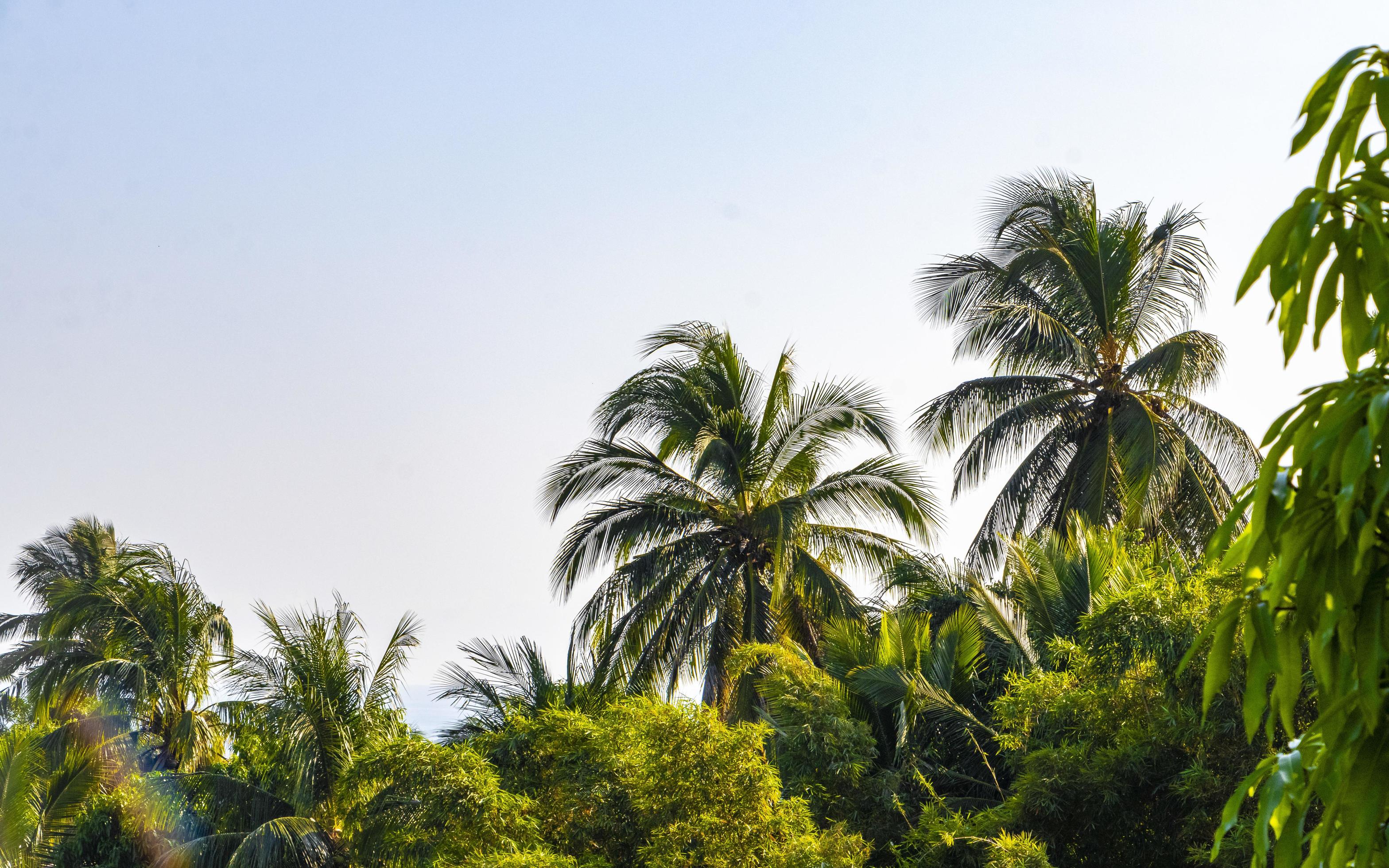 Tropical natural palm tree coconuts blue sky in Mexico. Stock Free