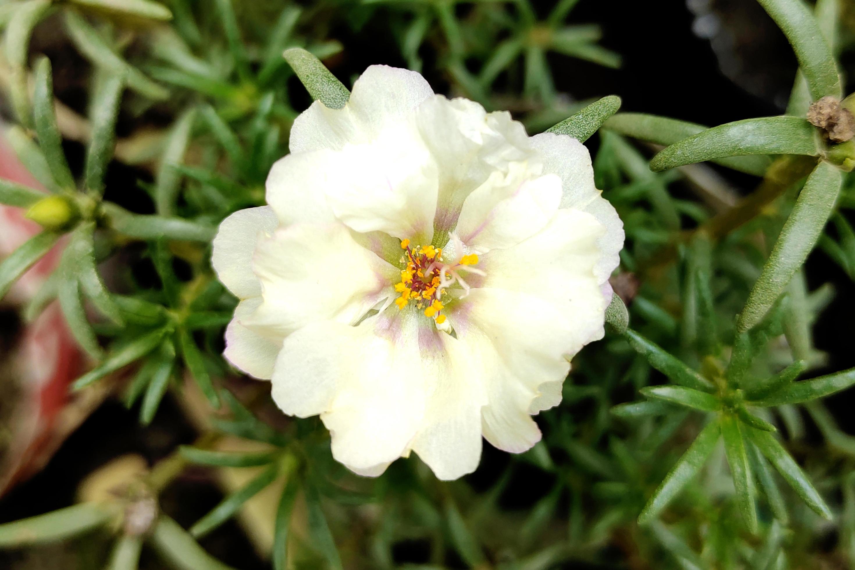 Moss-rose Purslane Flower Photo Stock Free