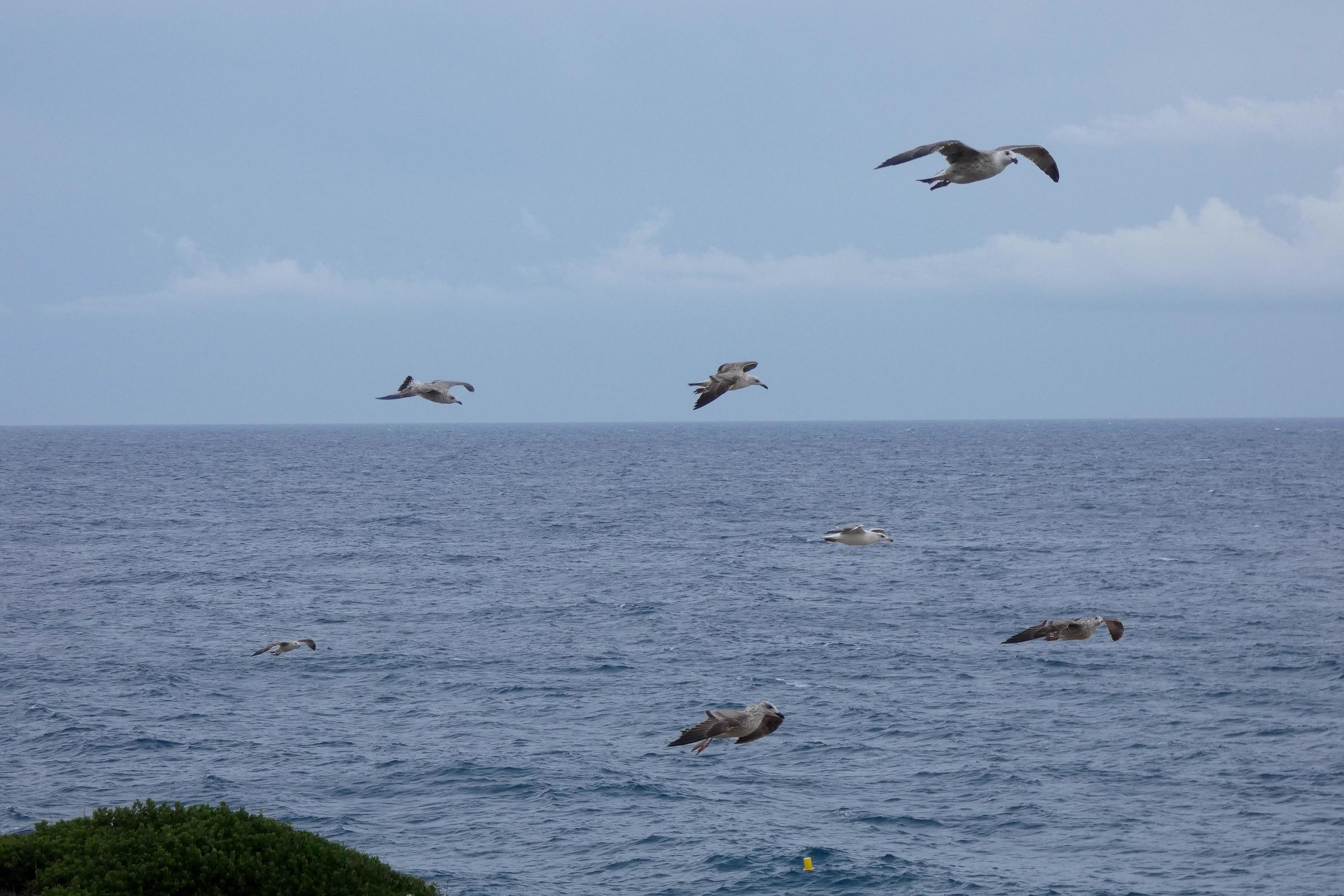 Wild seagulls in nature along the cliffs of the Catalan Costa Brava, Mediterranean, Spain. Stock Free