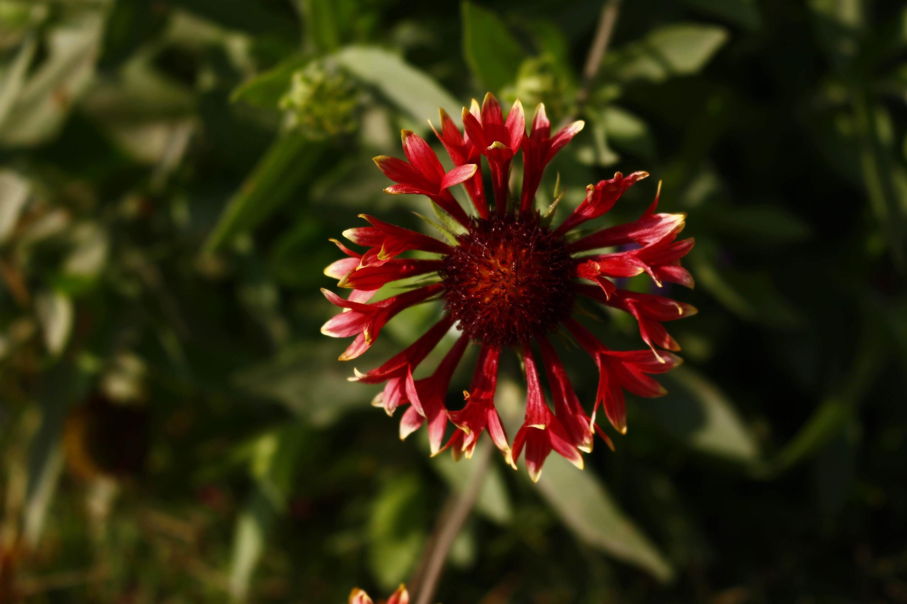 Bright Colorful Flowers In Outdoor Garden in Karachi Pakistan 2022 Stock Free