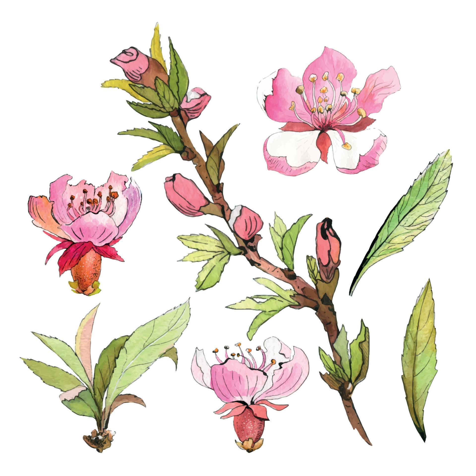 Pink spring flowers. watercolor almond branch with flower. Sakura flowers, apple blossom. Stock Free