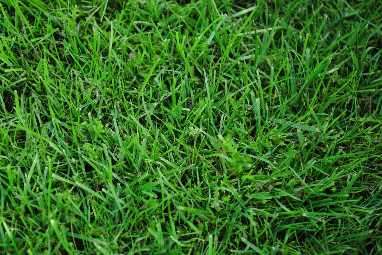 Grass wallpaper Stock Free