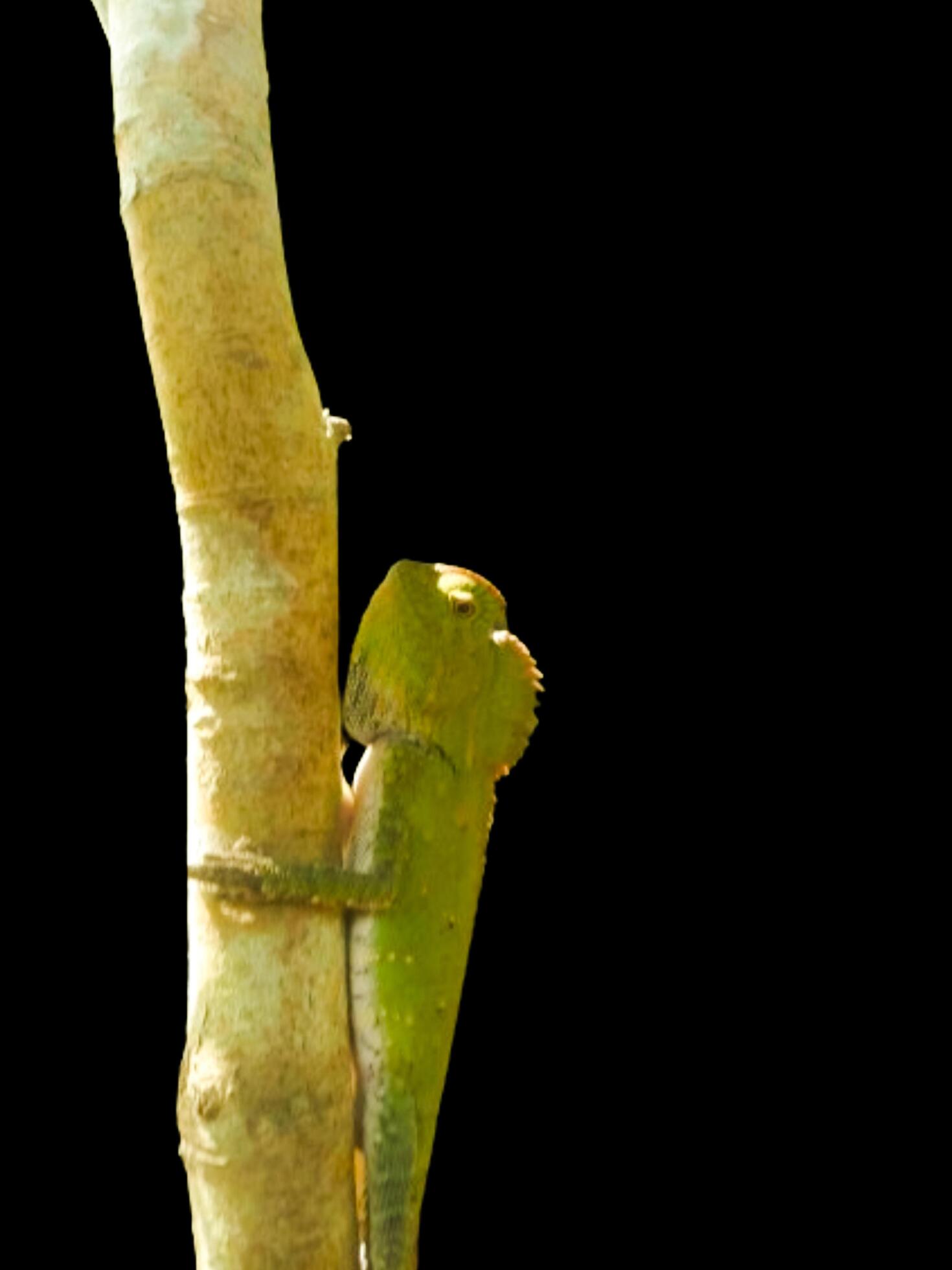 Little green chameleon on a branch isolated on black background Stock Free