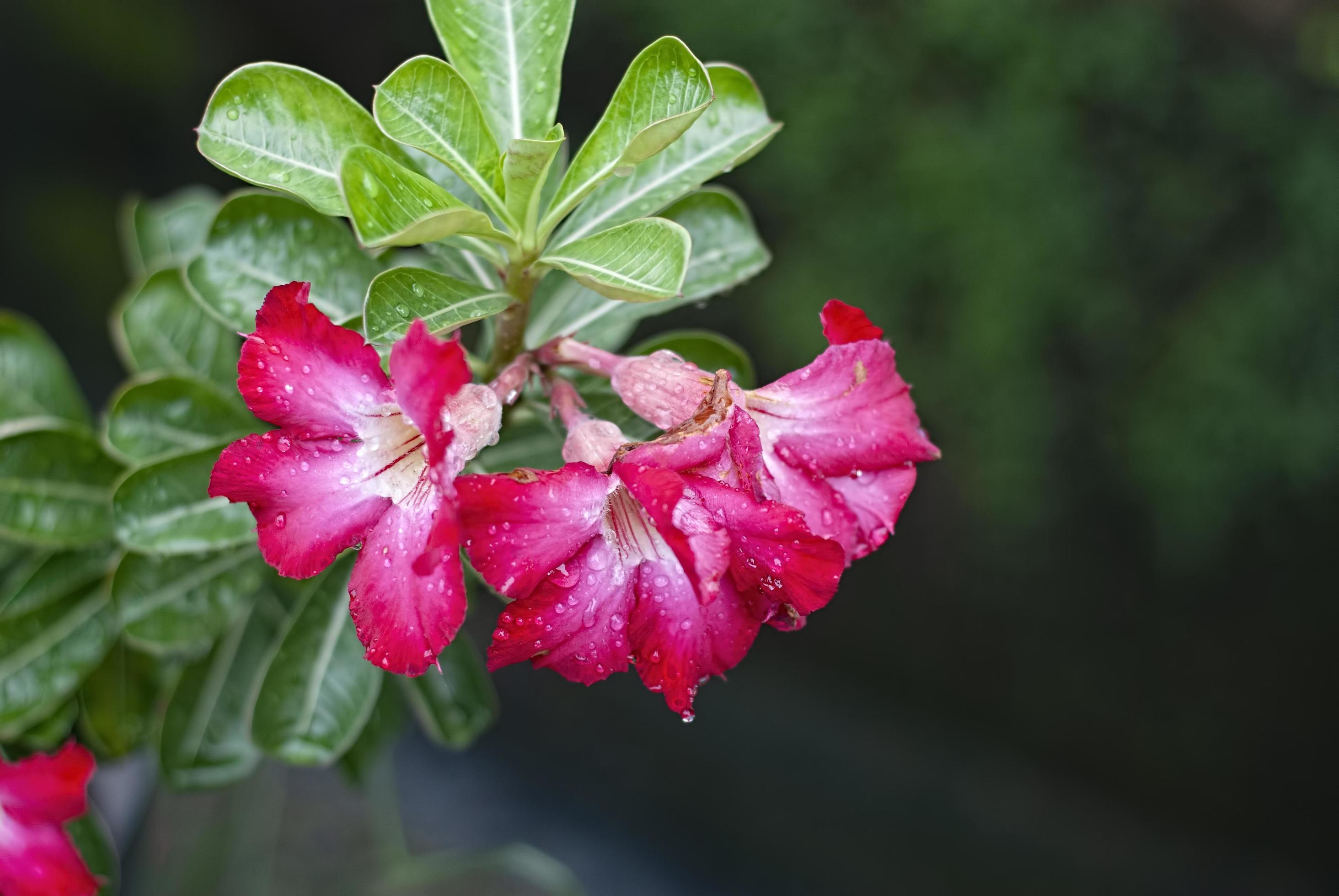 Close up of Pink Desert rose flowers Stock Free