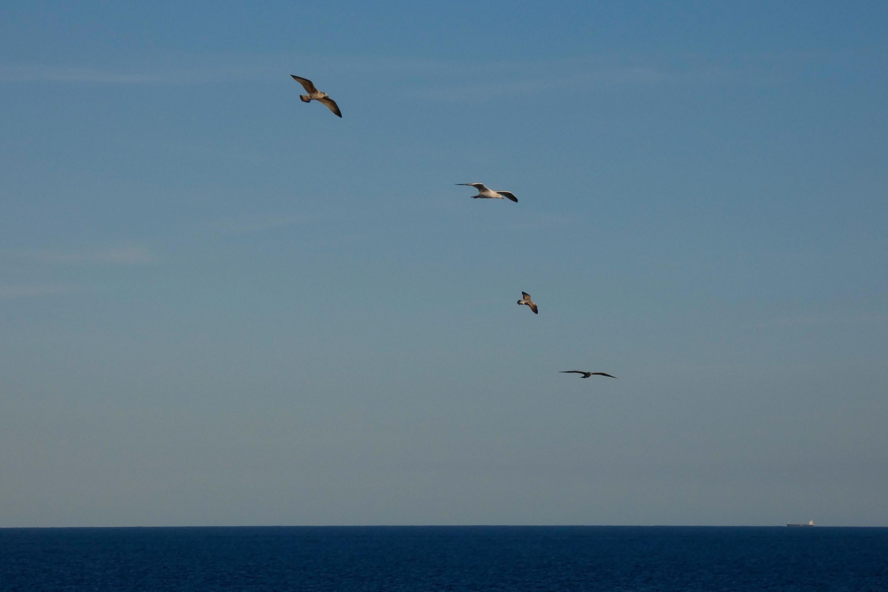 Wild seagulls in nature along the cliffs of the Catalan Costa Brava, Mediterranean, Spain. Stock Free