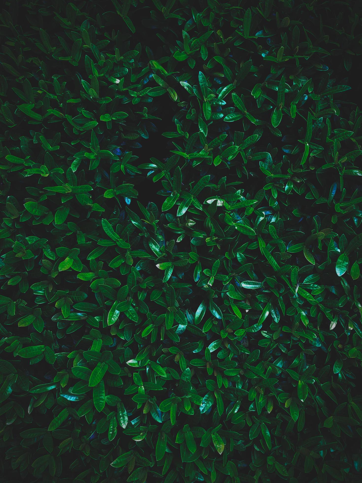 Green leaves natural wall background with vignetting Stock Free