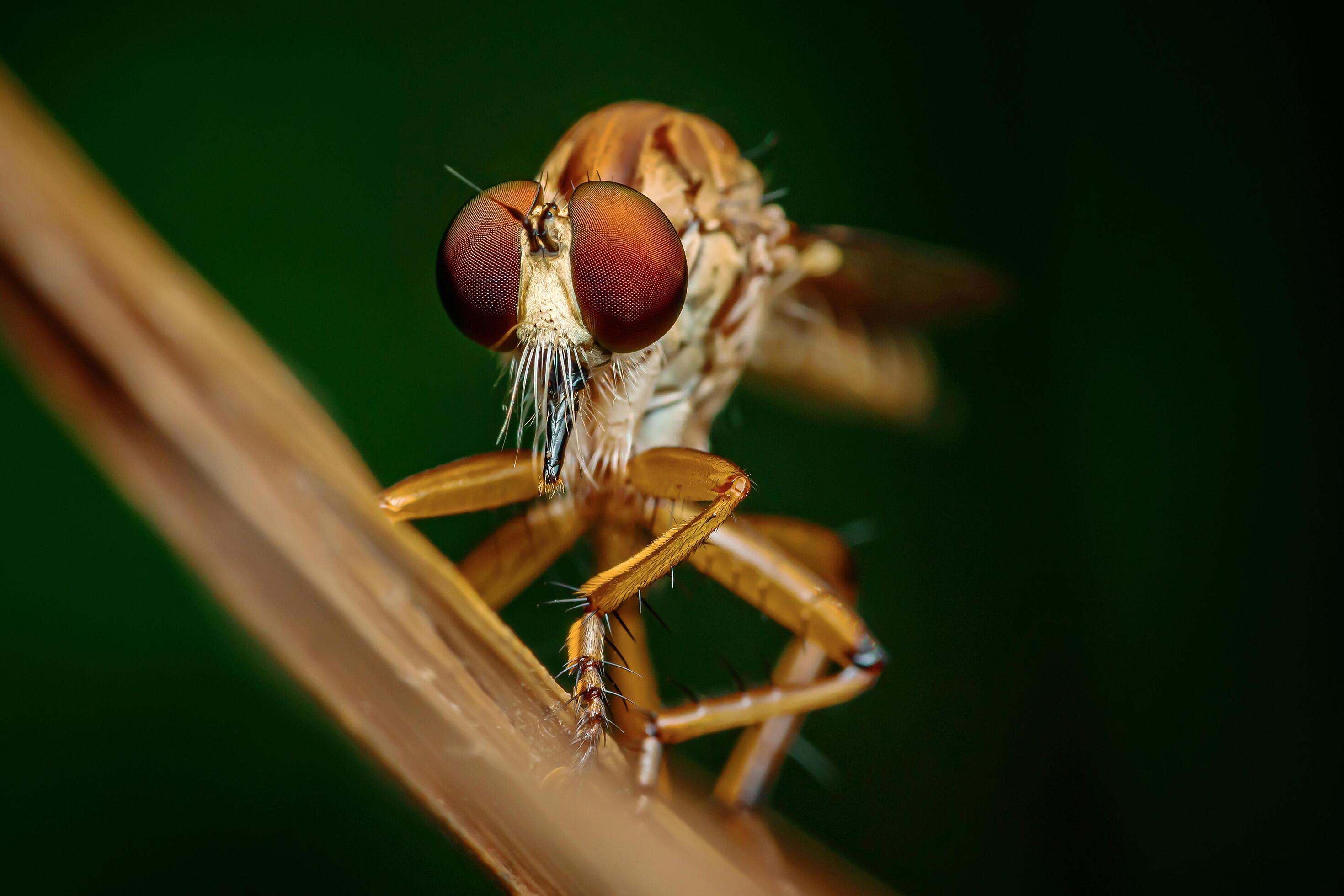 A robber fly on branch and dark background, Red eyes, Nature background, Big eye insect, Thailand. Stock Free