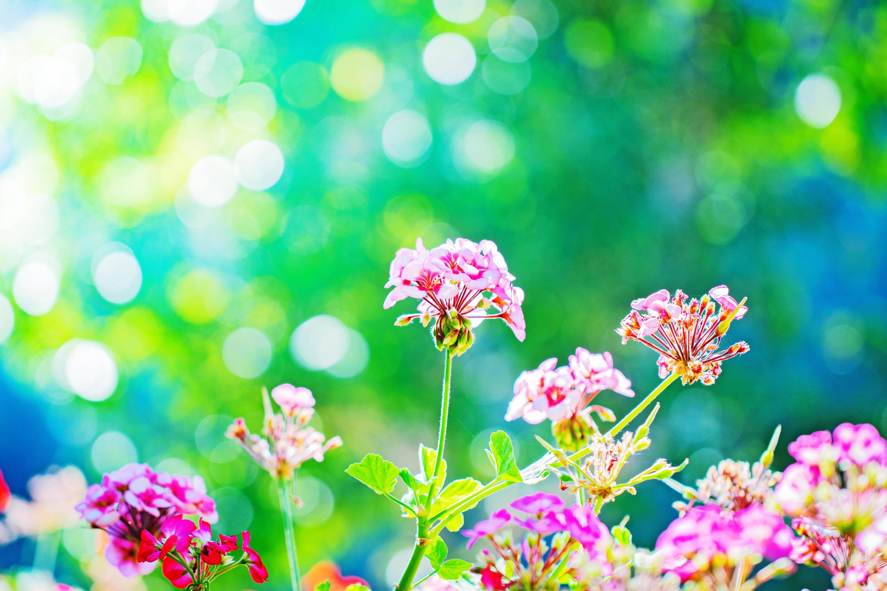 Close up pink flower Stock Free