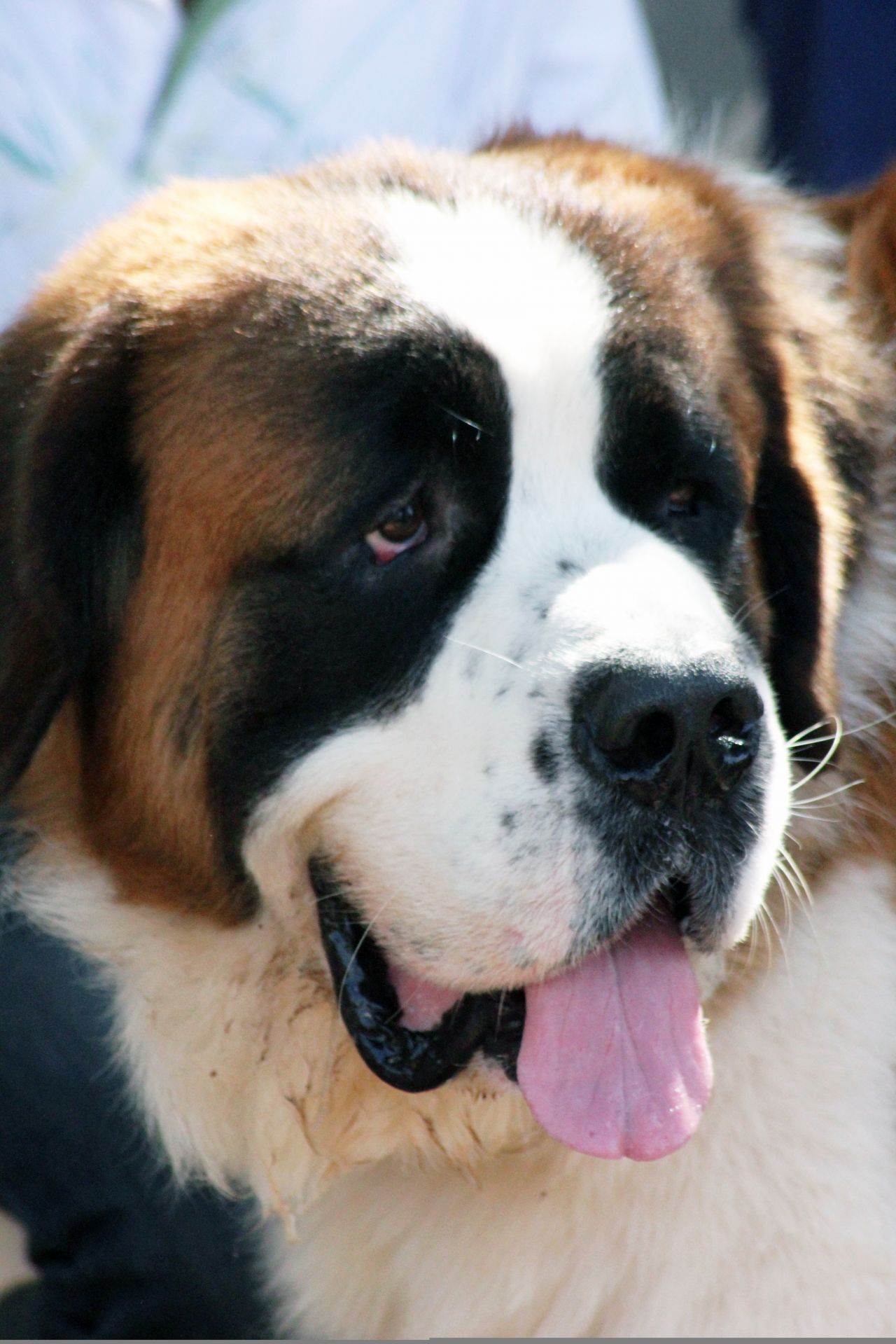 St Bernard Big Dog Stock Free