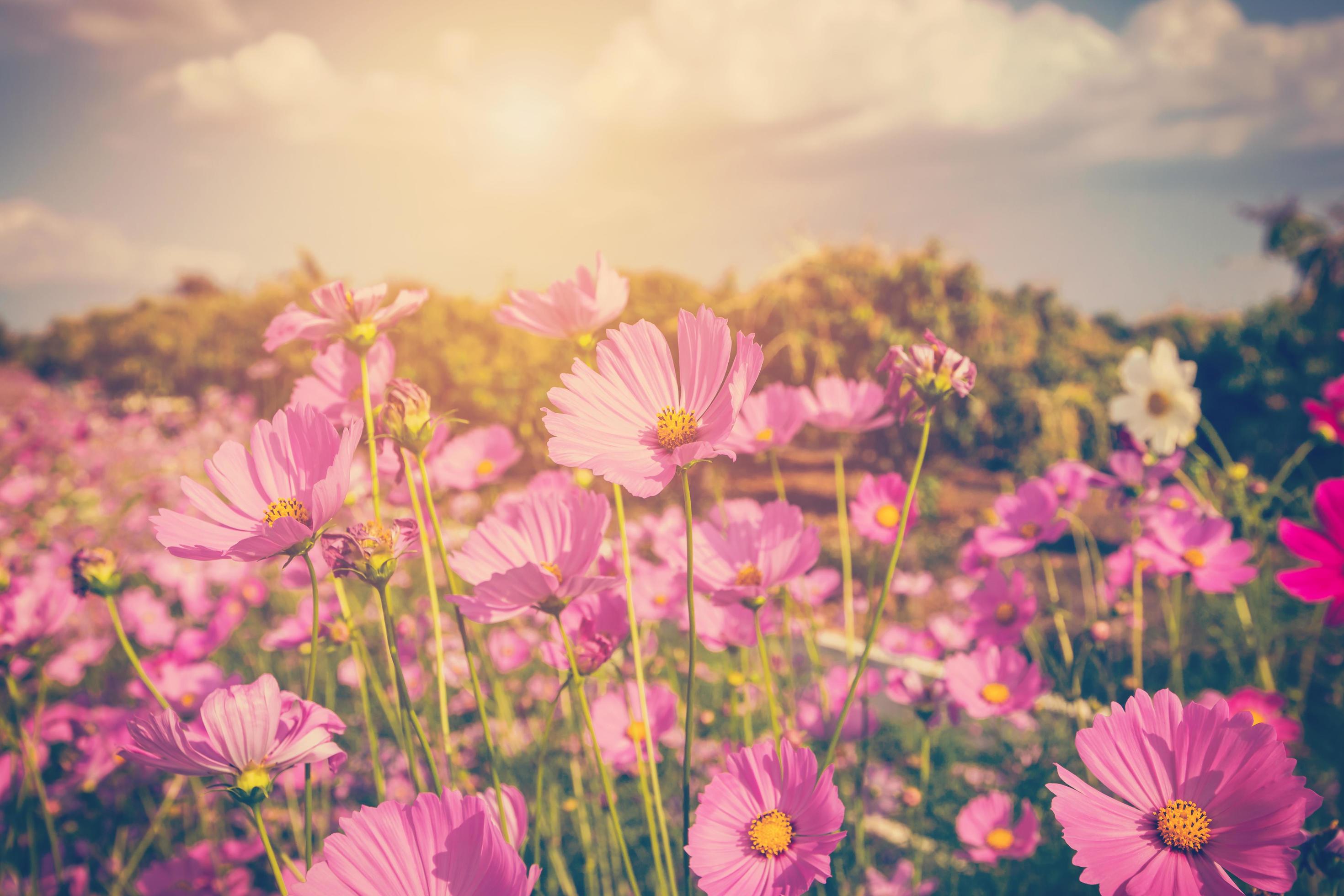 cosmos flower and sunlight with vintage tone. Stock Free