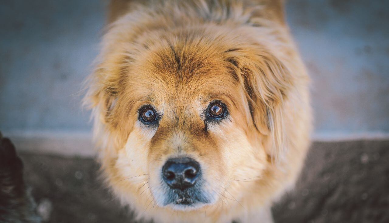 Close-up of Cute Dog Stock Free