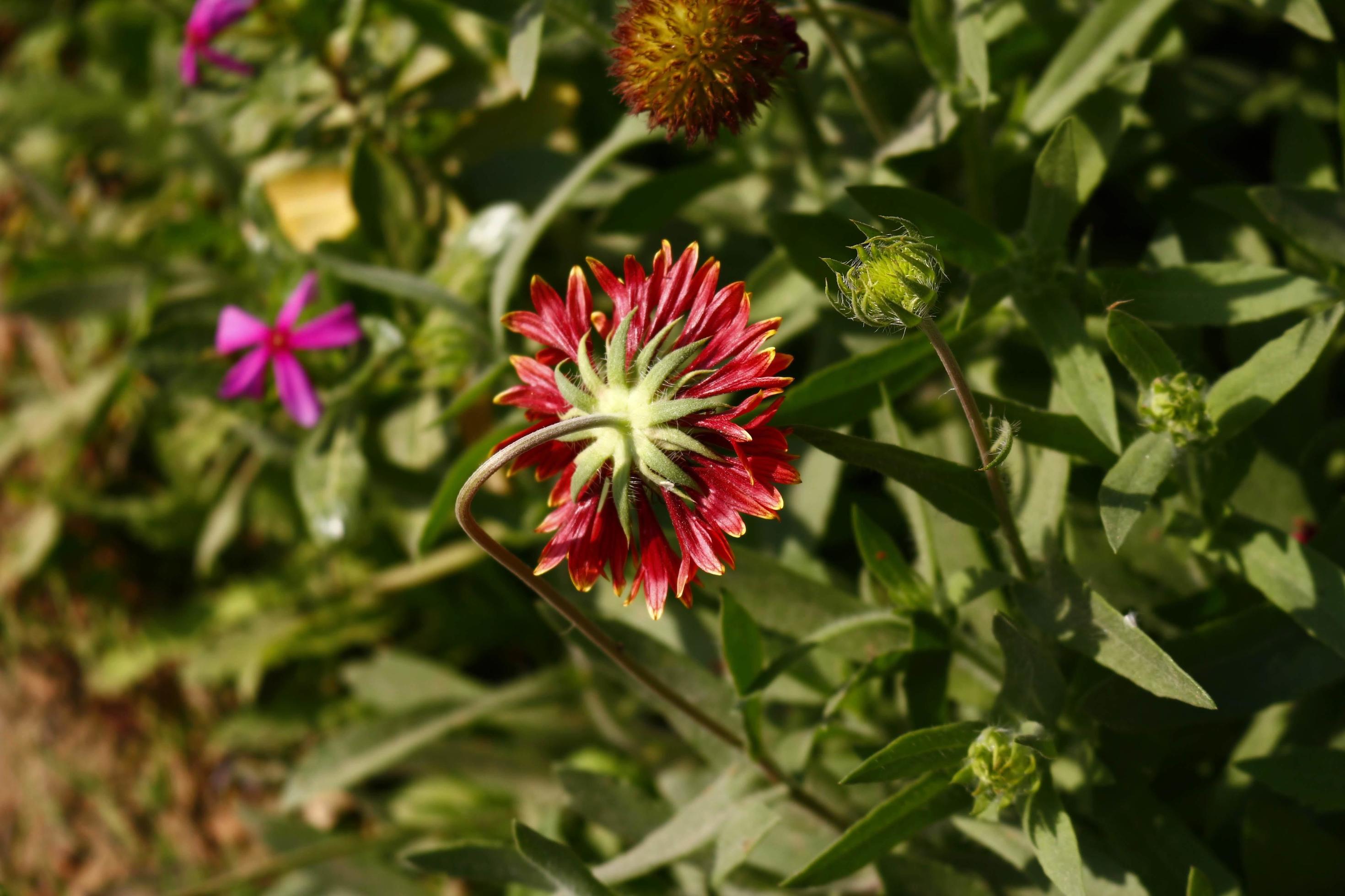 Bright Colorful Flowers In Outdoor Garden in Karachi Pakistan 2022 Stock Free