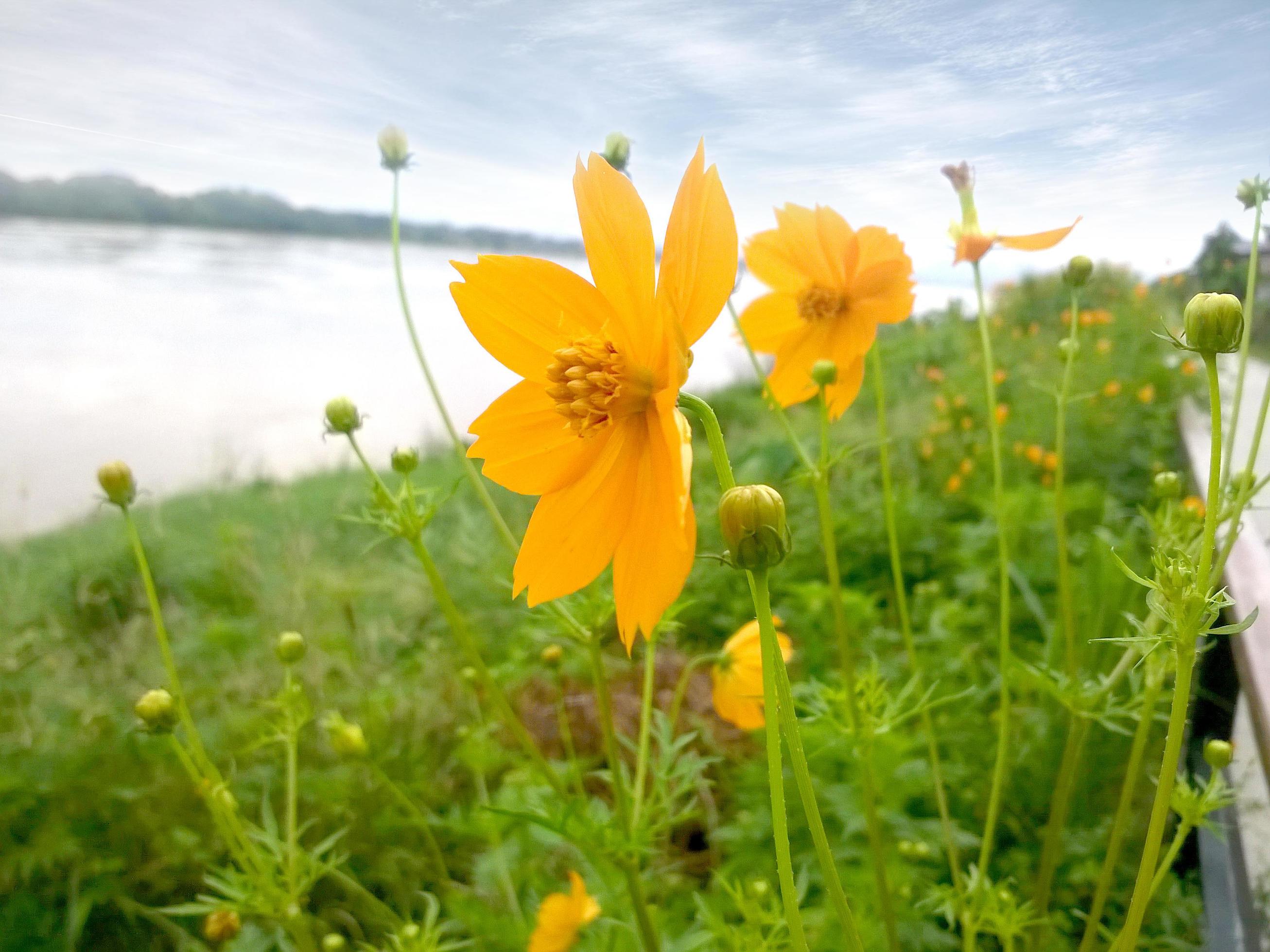 Calendula Yellow flowers beside Mekong River under the bright sky Stock Free