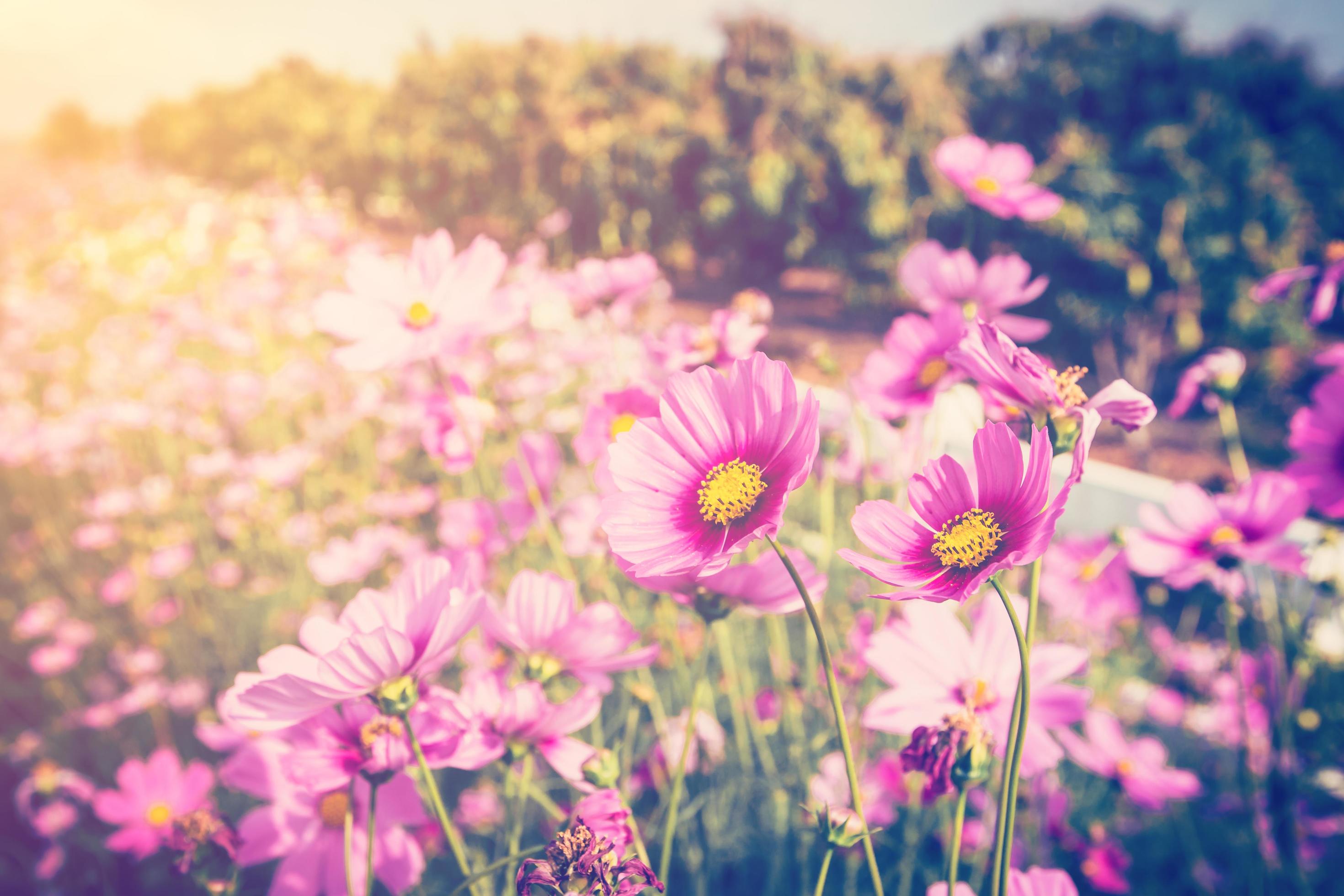 cosmos flower and sunlight with vintage tone. Stock Free