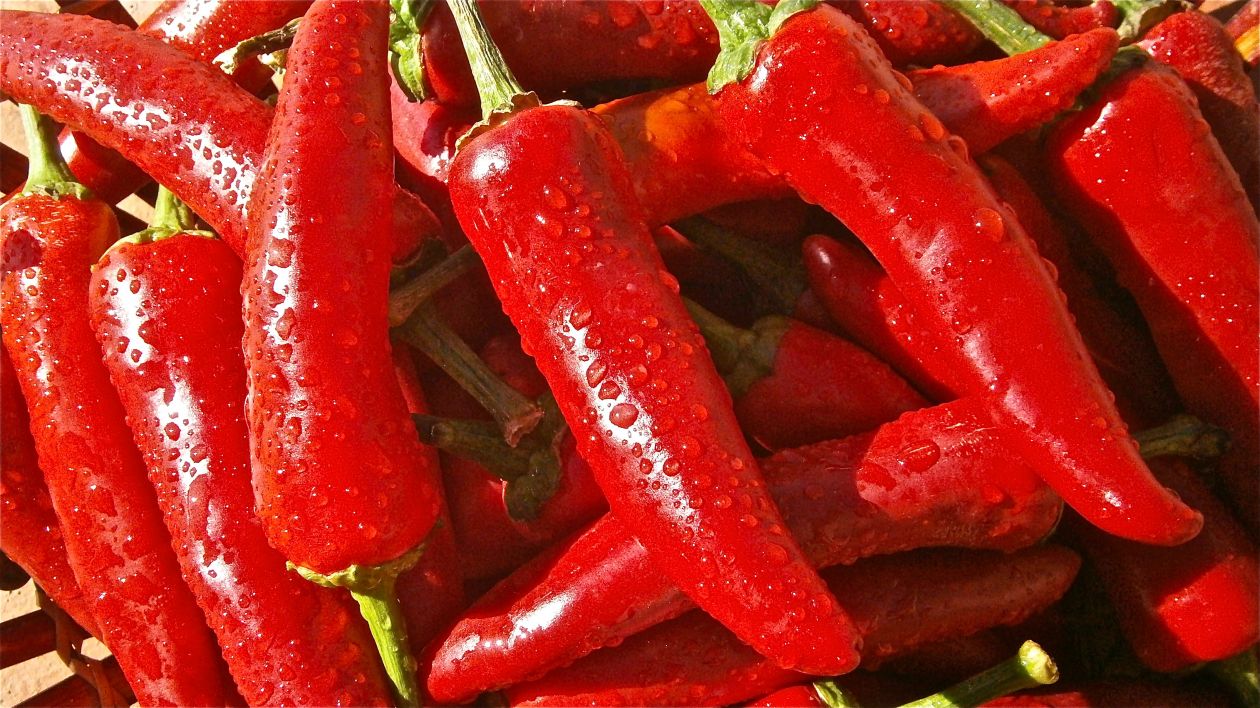 Chili peper Stock Free