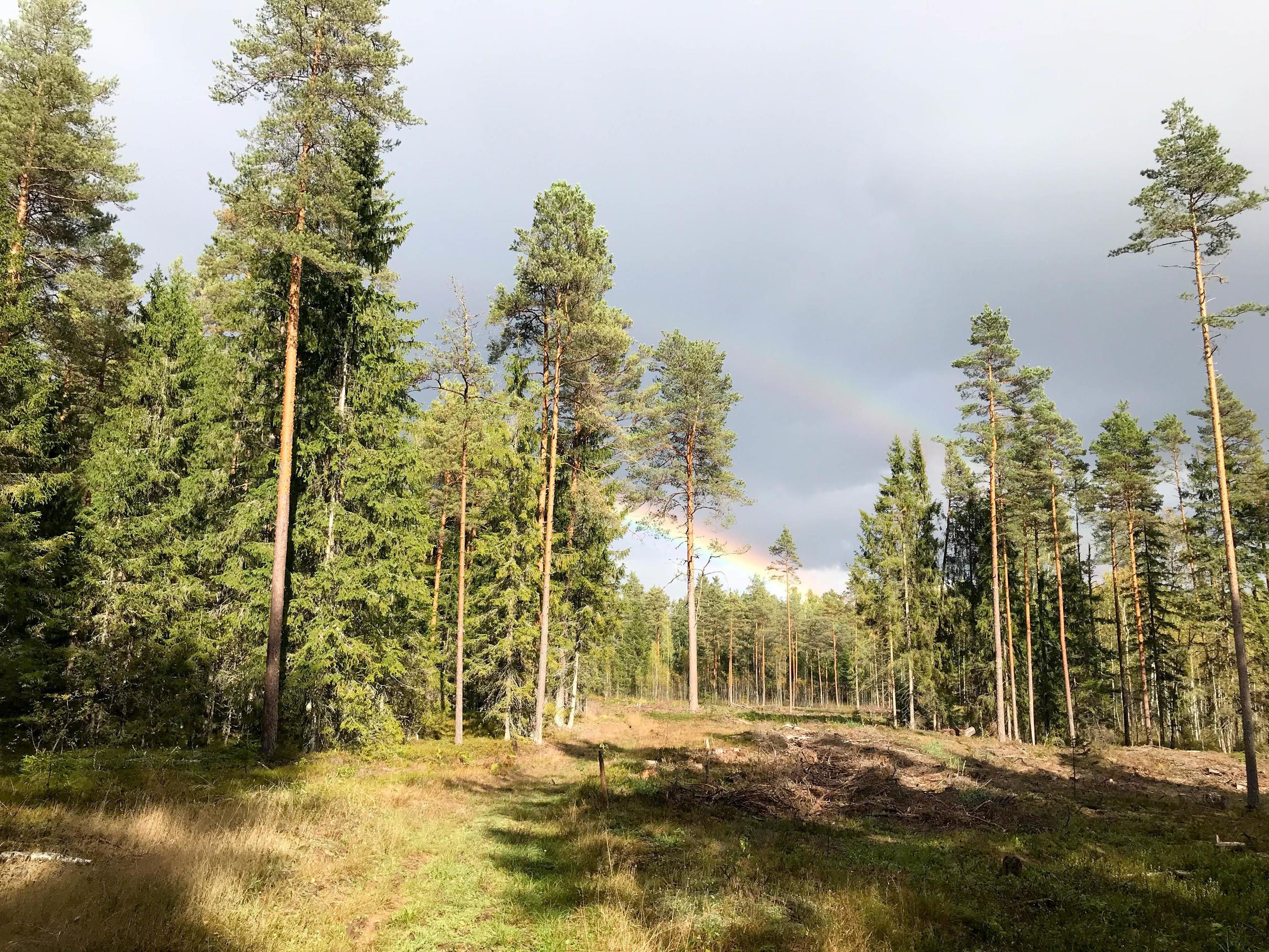 Green dense natural coniferous forest with Christmas trees and pines and forest road against the sky and rainbow Stock Free