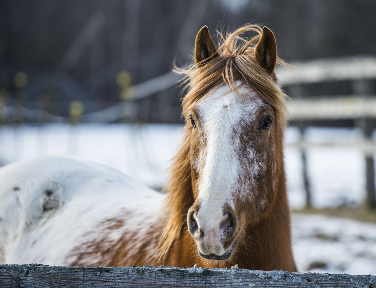 Horse portrait Stock Free