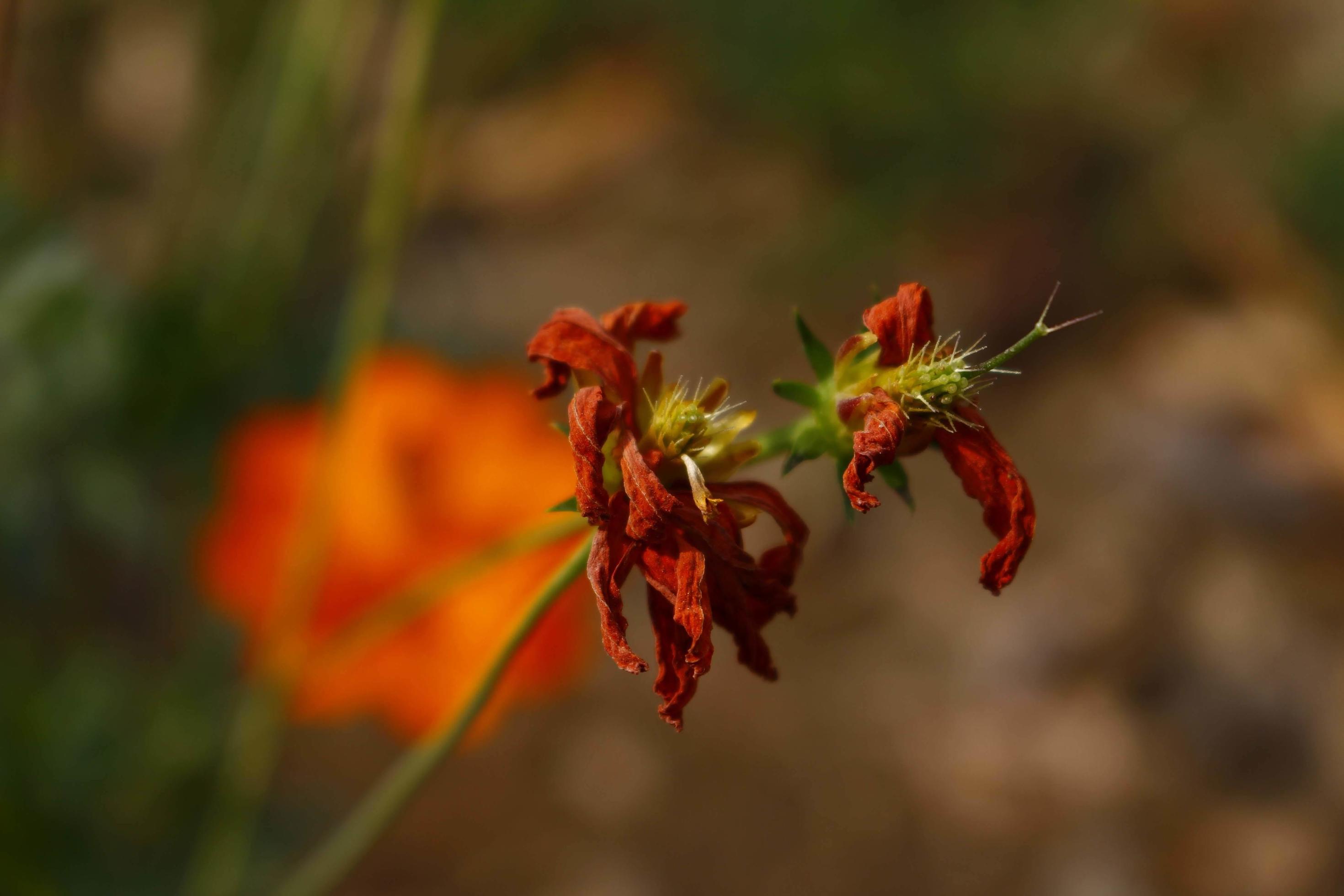 Flowering Plants in Outdoor Garden in Karachi Pakistan 2022 Stock Free