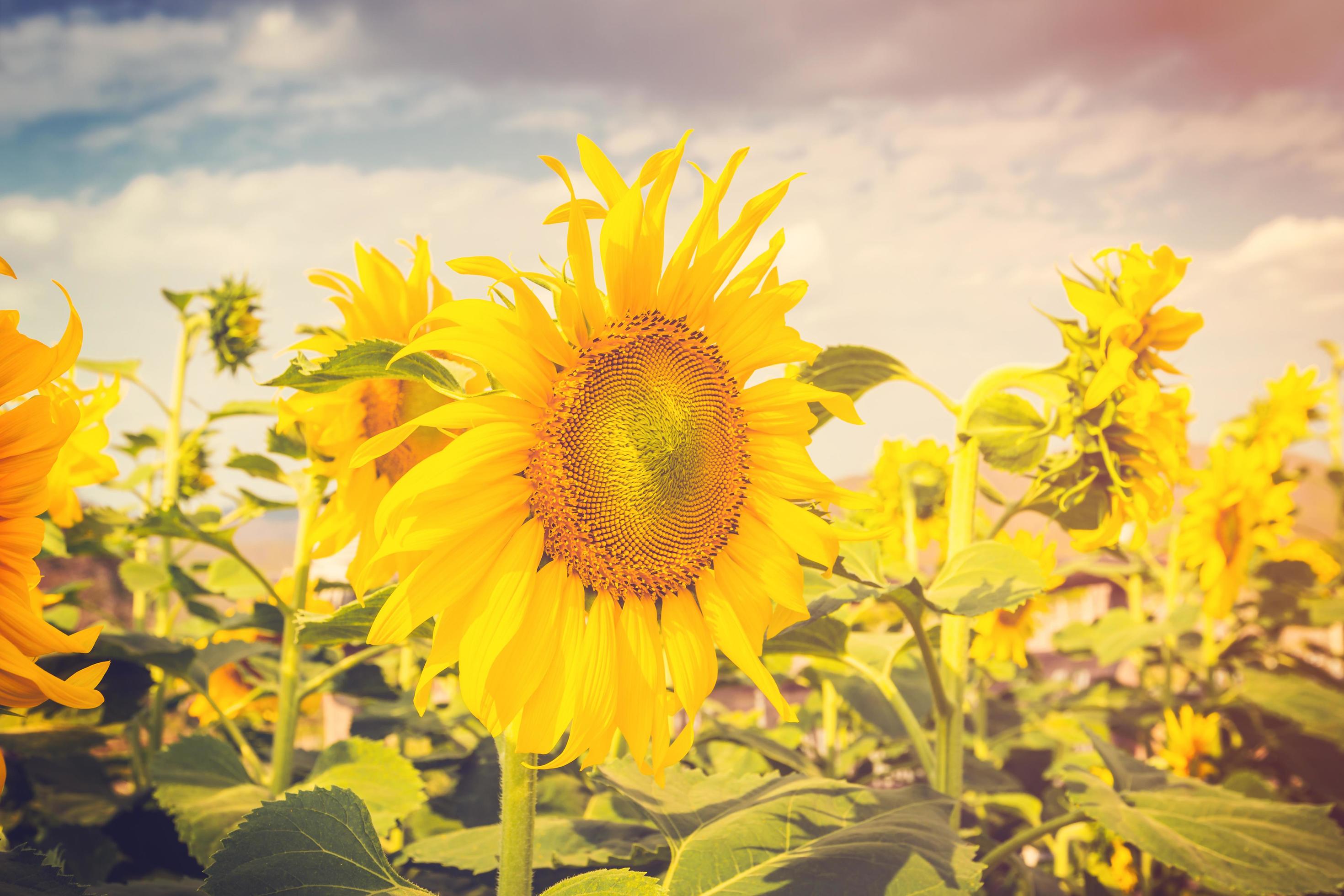 Summer flower and sunflower field with sunlight, Vintage toned. Stock Free