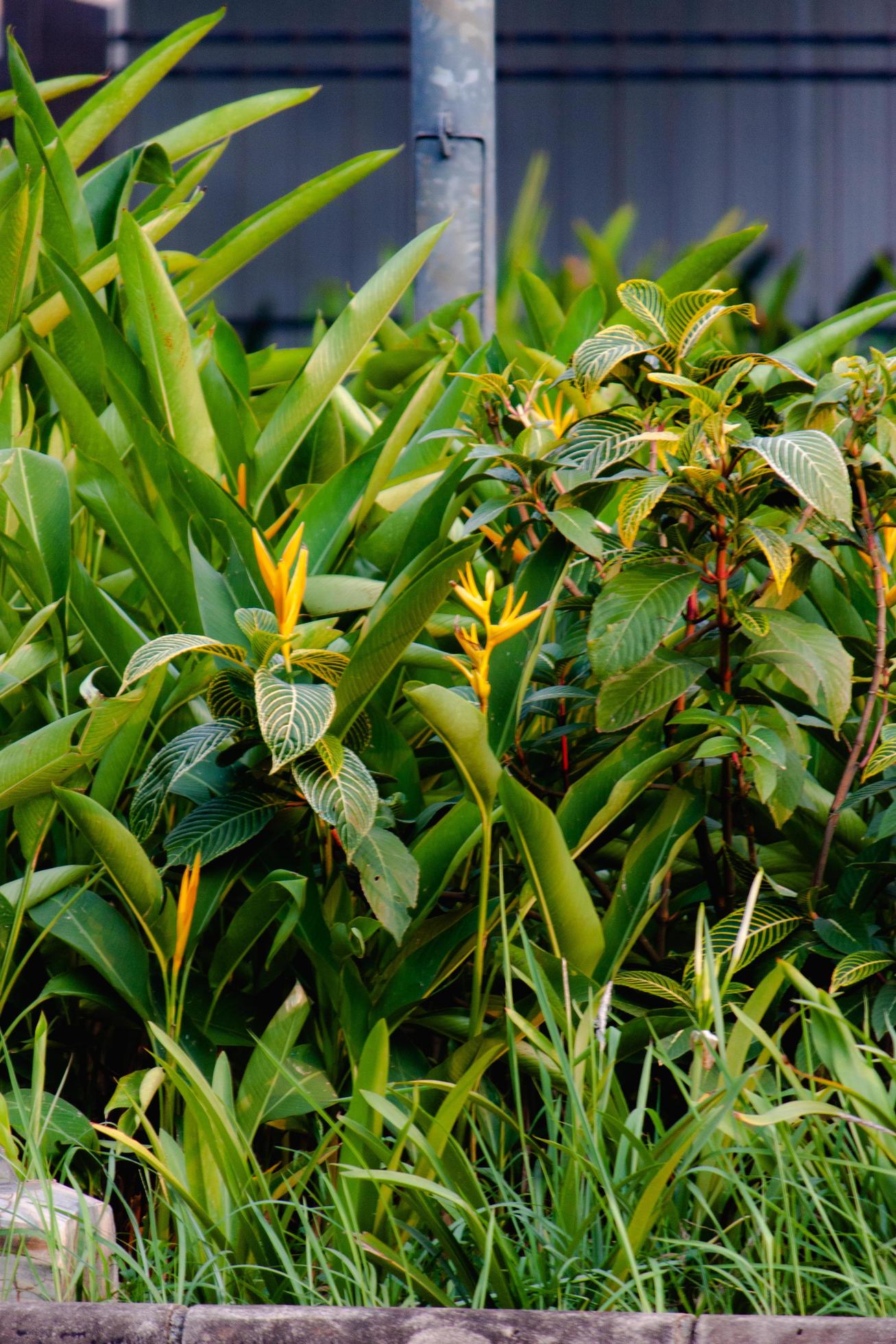 close up beautiful heliconia flower in a garden, background wallpaper, seamless pattern, high quality photo with blur background Stock Free