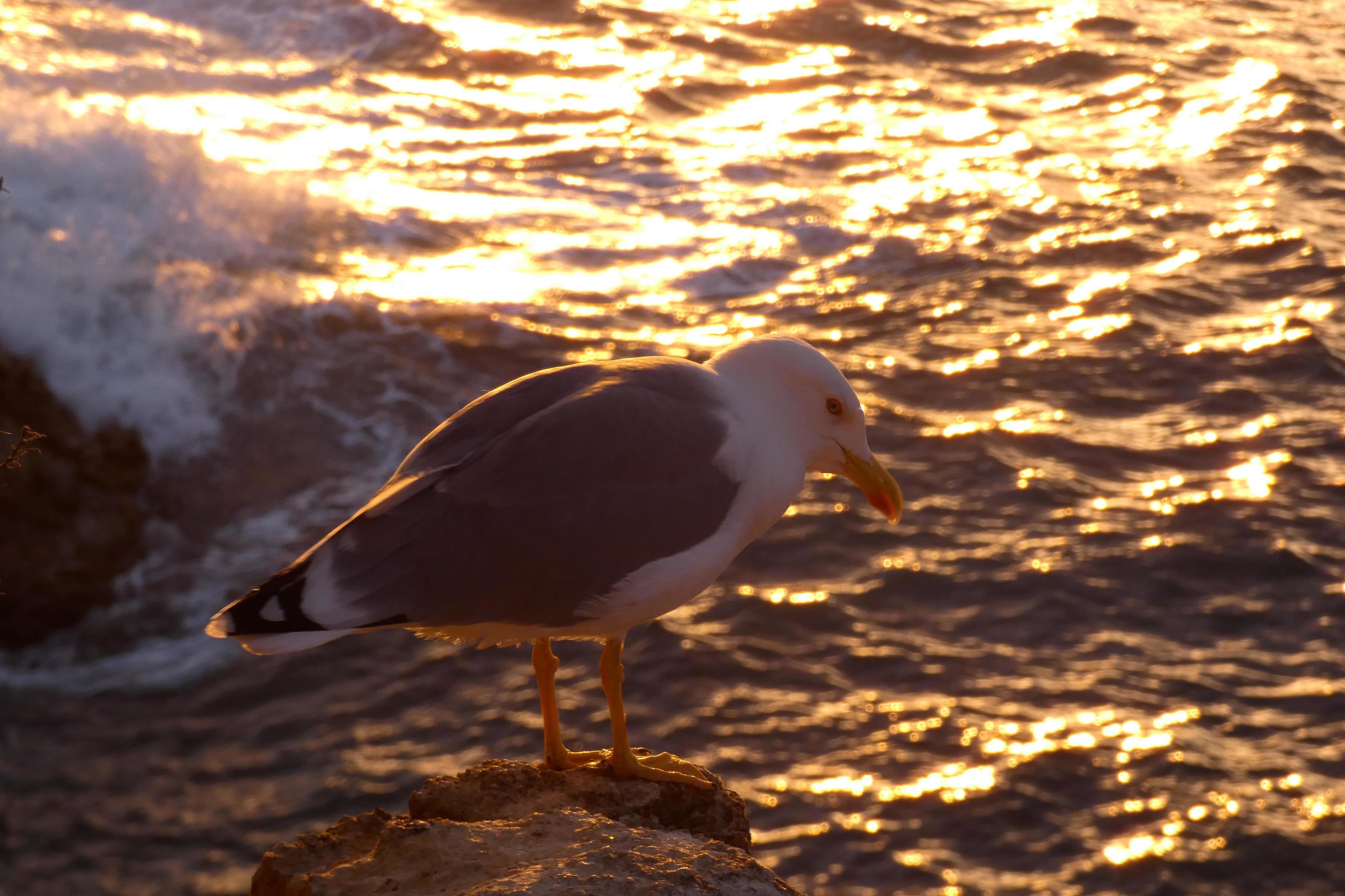 Wild seagulls in nature along the cliffs of the Catalan Costa Brava, Mediterranean, Spain. Stock Free