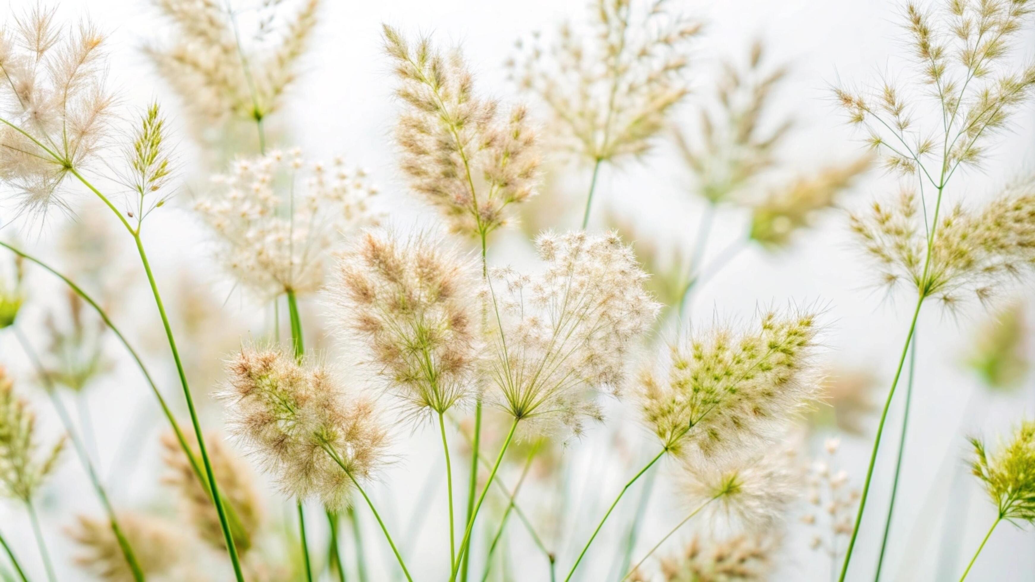 Blooming grass flowers on a white background. Stock Free