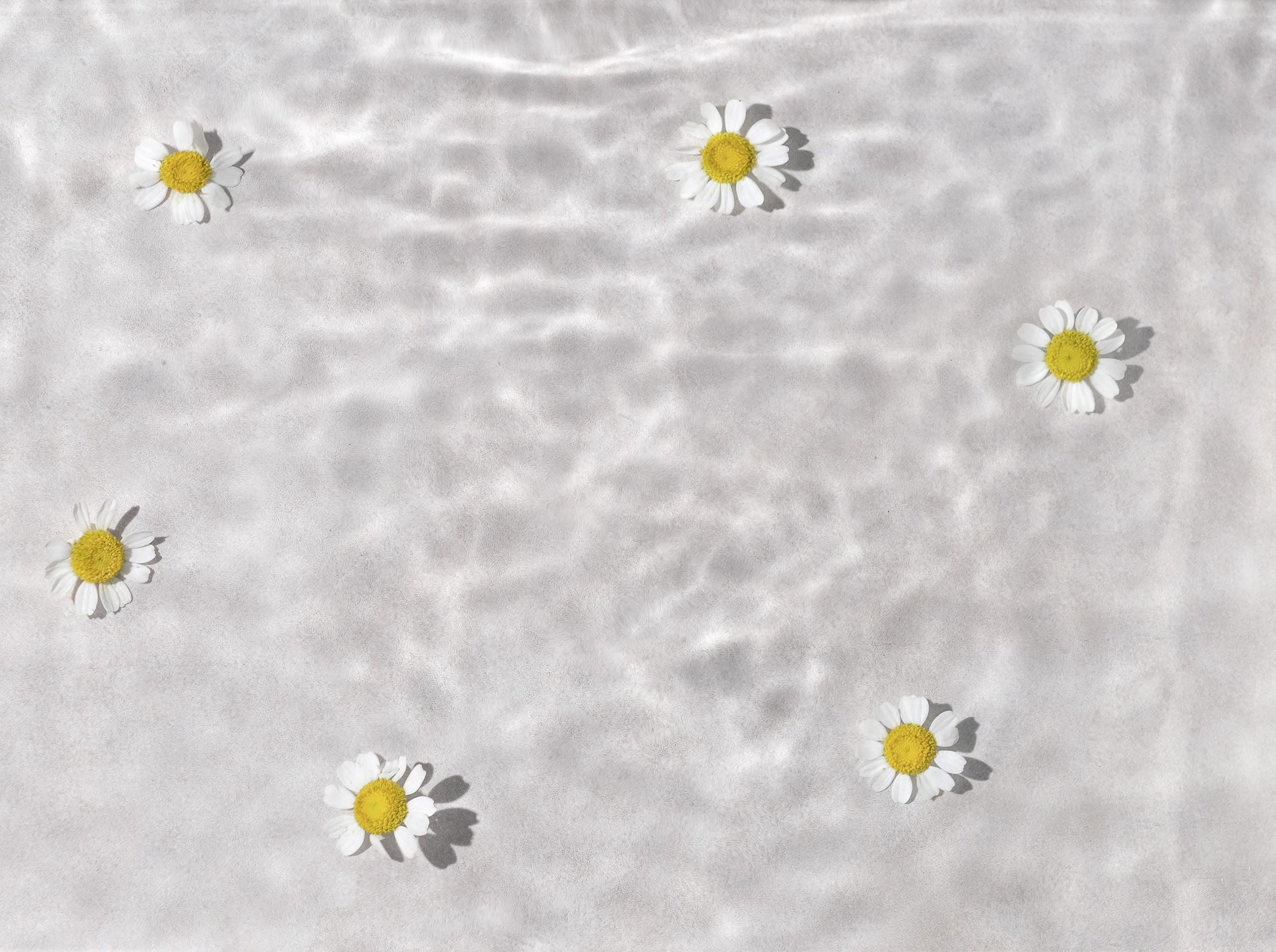 daisy flowers are floating, stains from a drop on the water. Top view, flat lay. Stock Free