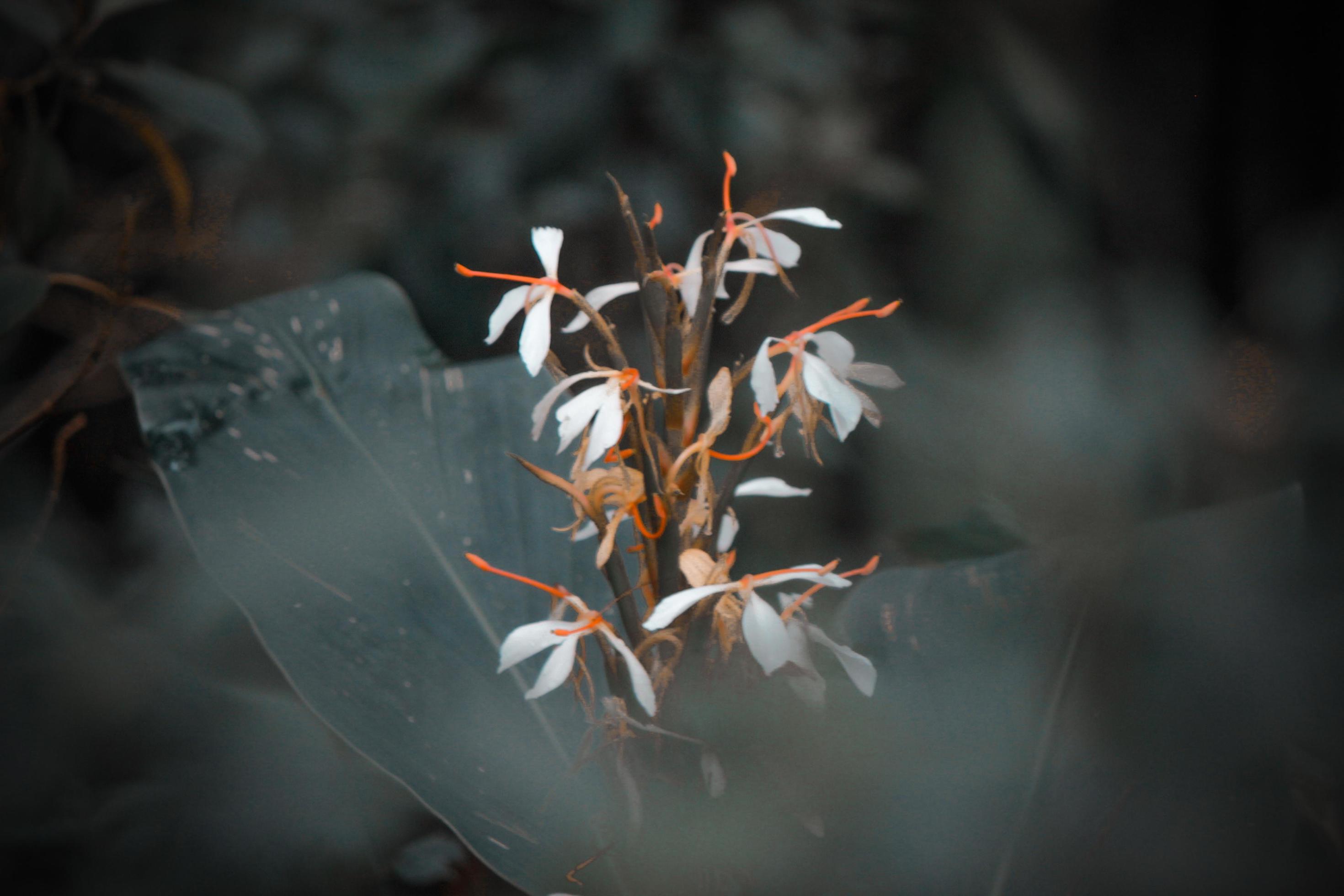 White flowers in the garden in the morning Stock Free