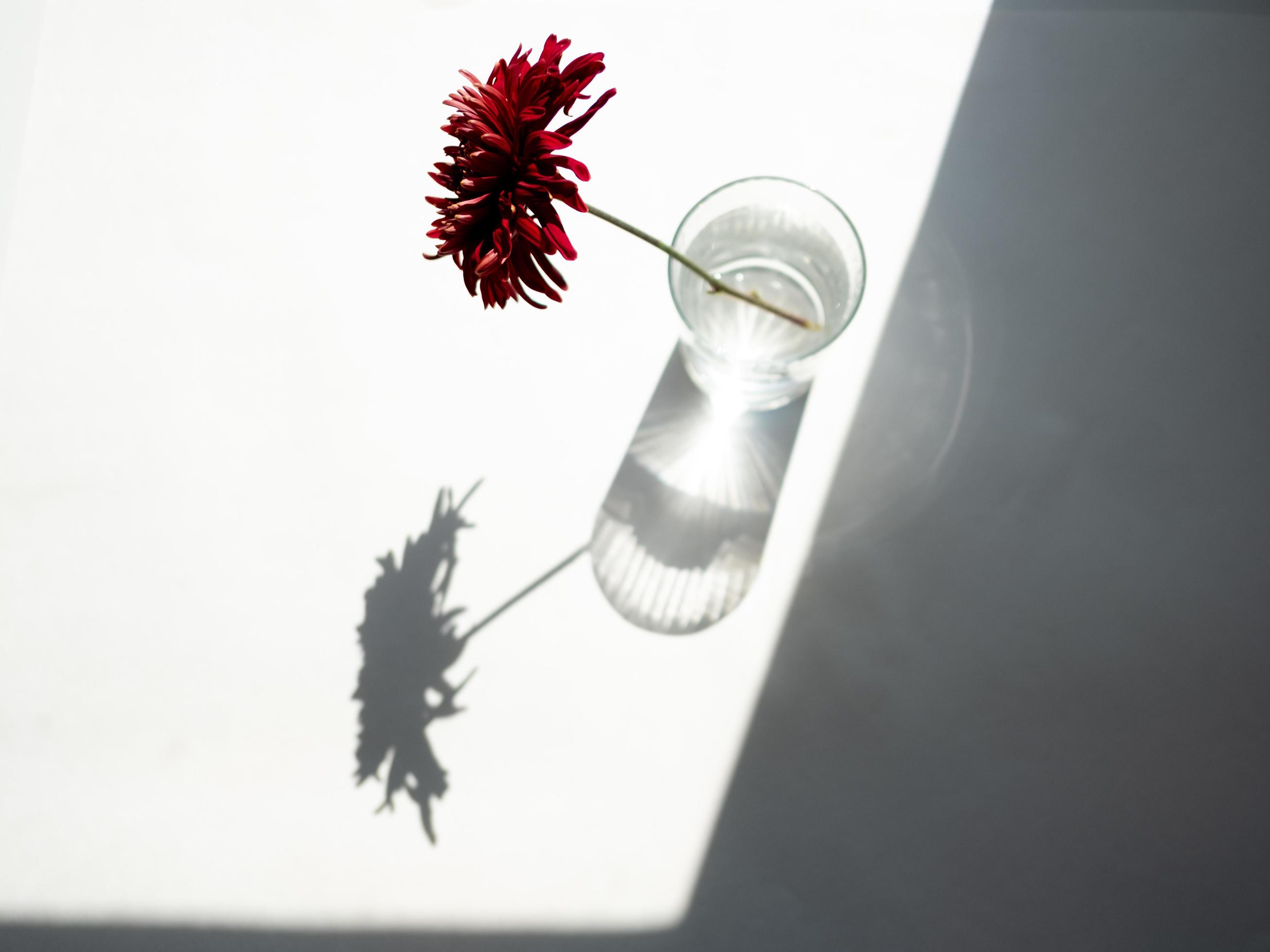 Red flowers in glass Stock Free