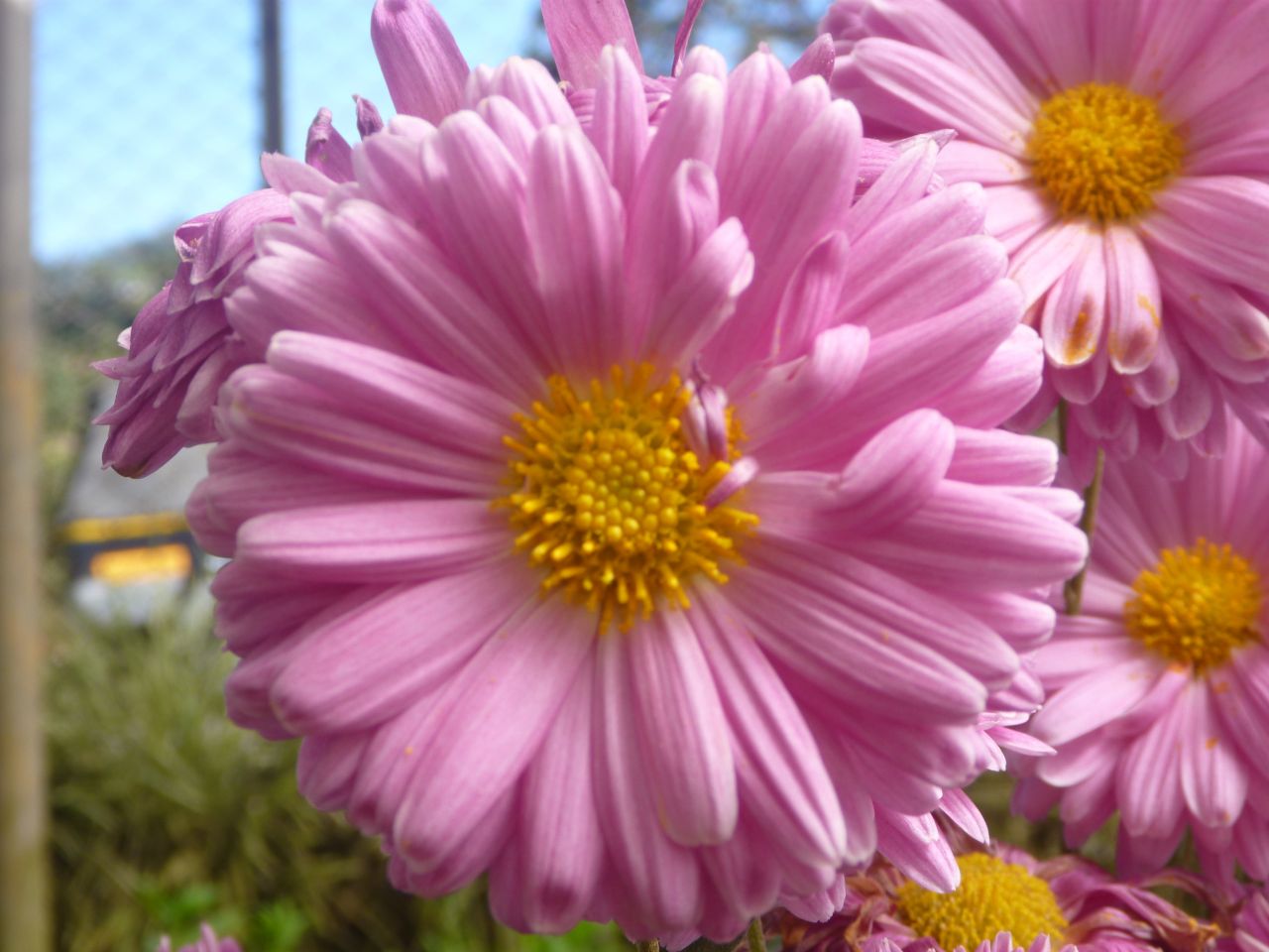 Pink Flowers Beautiful Stock Free