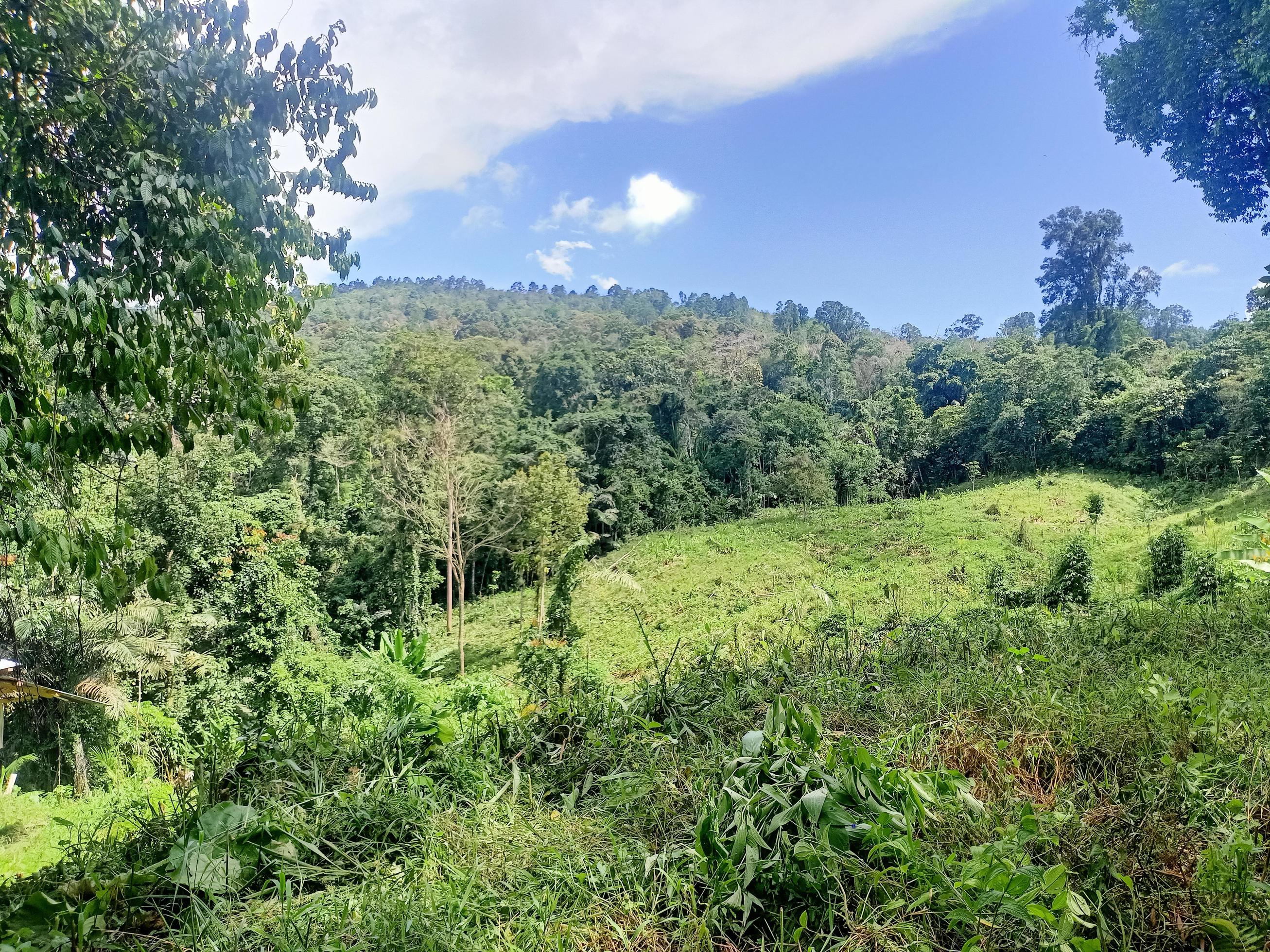 beautiful view clear blue sky and lots of natural green trees Stock Free