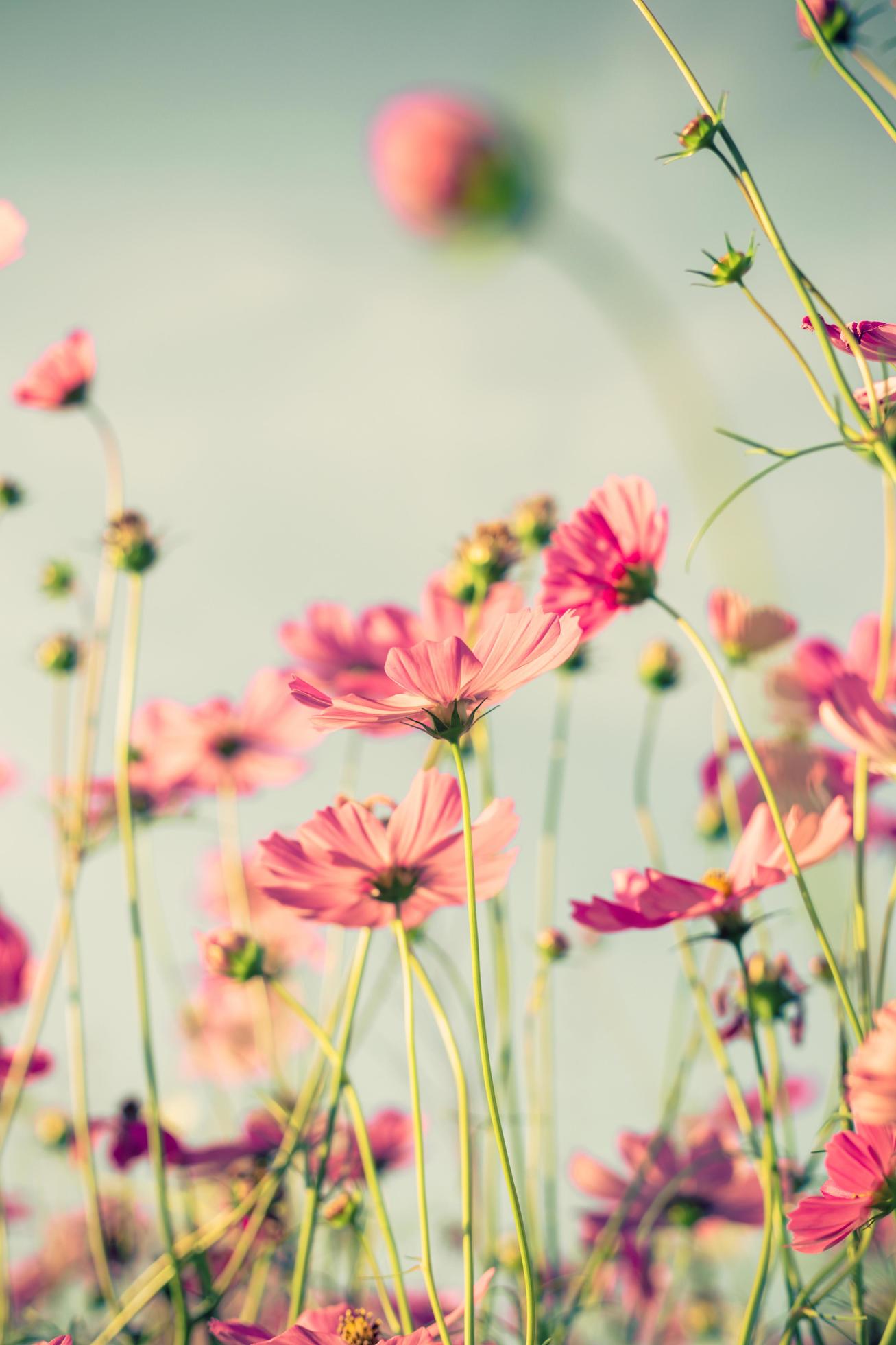 cosmos flower and soft light with vintage toned effect. Stock Free