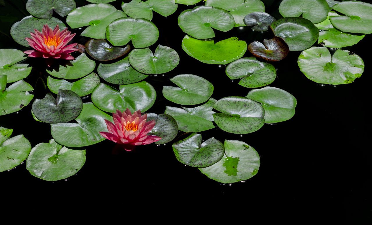 Water lily Stock Free