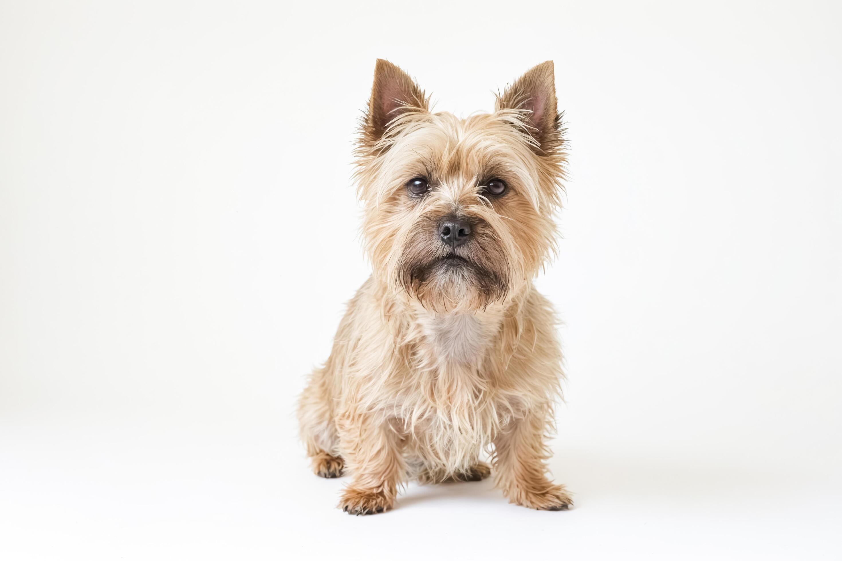 Cute Dog Sitting on White Background Stock Free