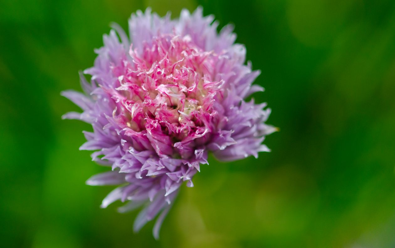 Chives bloom Stock Free