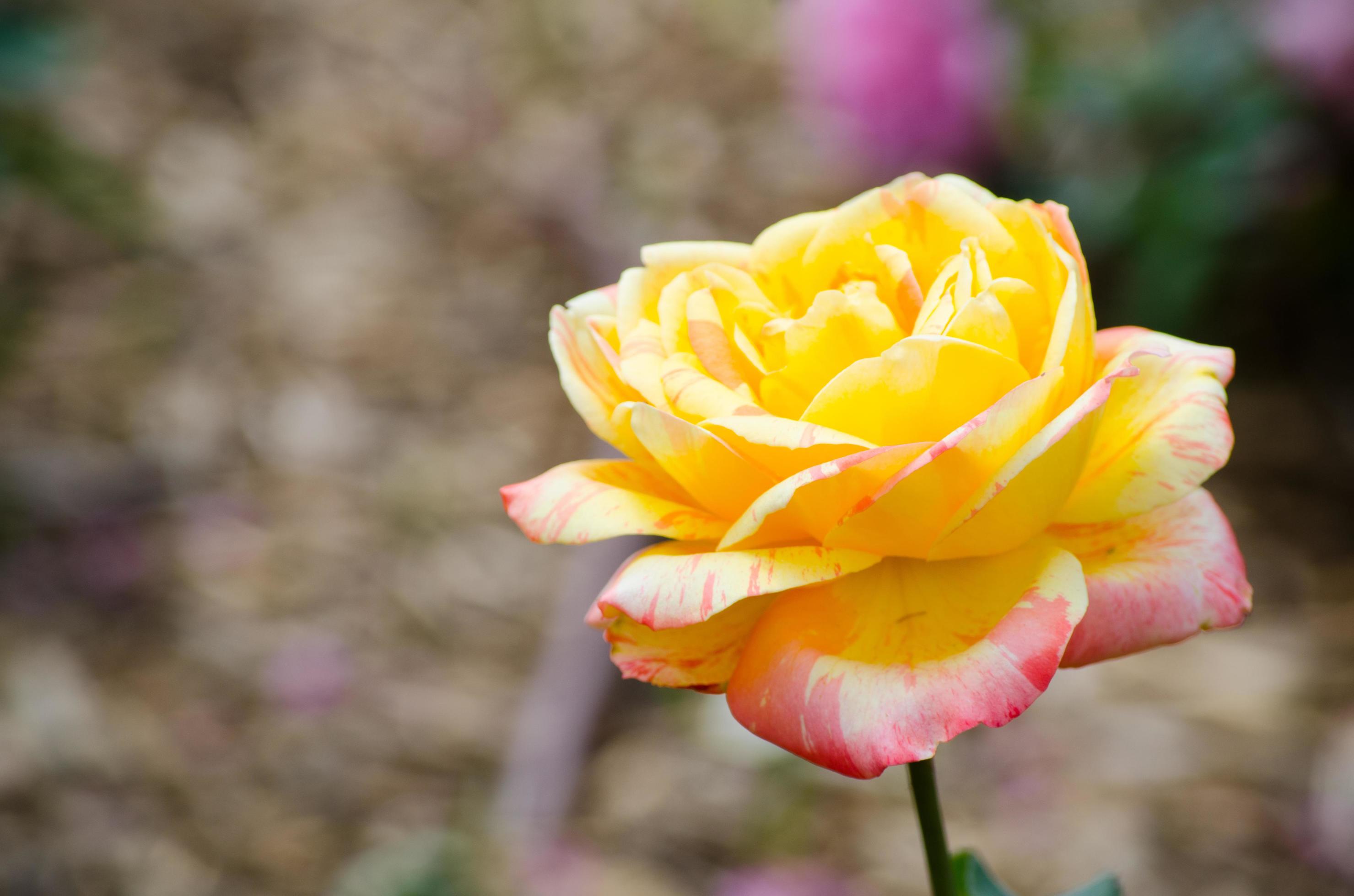 A Beautiful yellow pink hybrid rose flower at a botanical garden. Stock Free