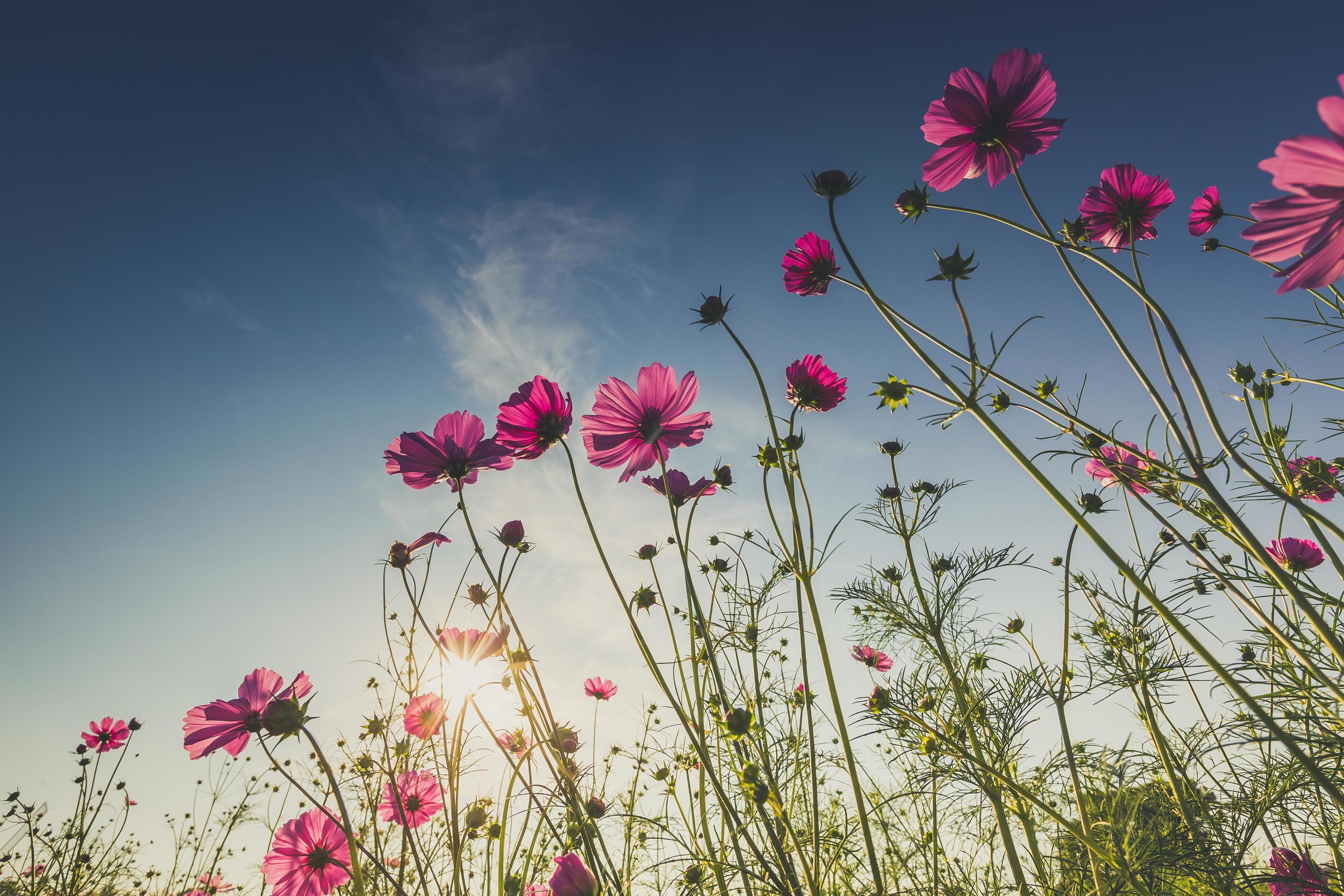 The beautiful cosmos flower in full bloom with sunlight. Stock Free